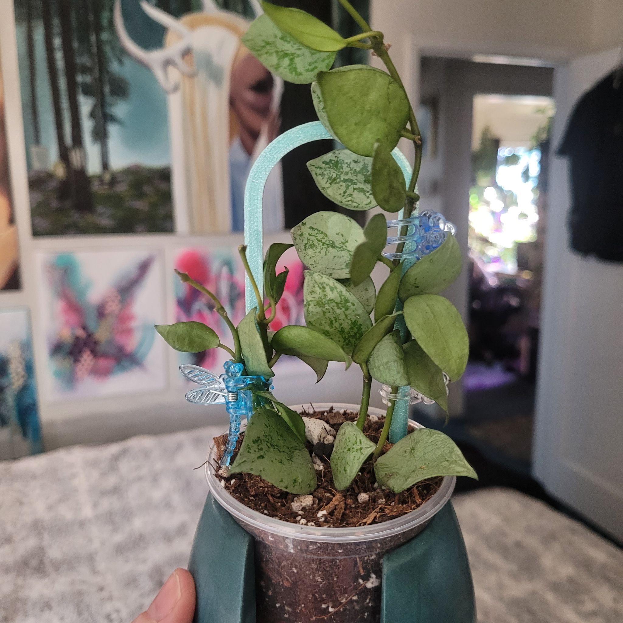 Photo of the plant species Hoya Lacunosa Silver by @breezyx7 named H. Lacunosa mint yaya on Greg, the plant care app