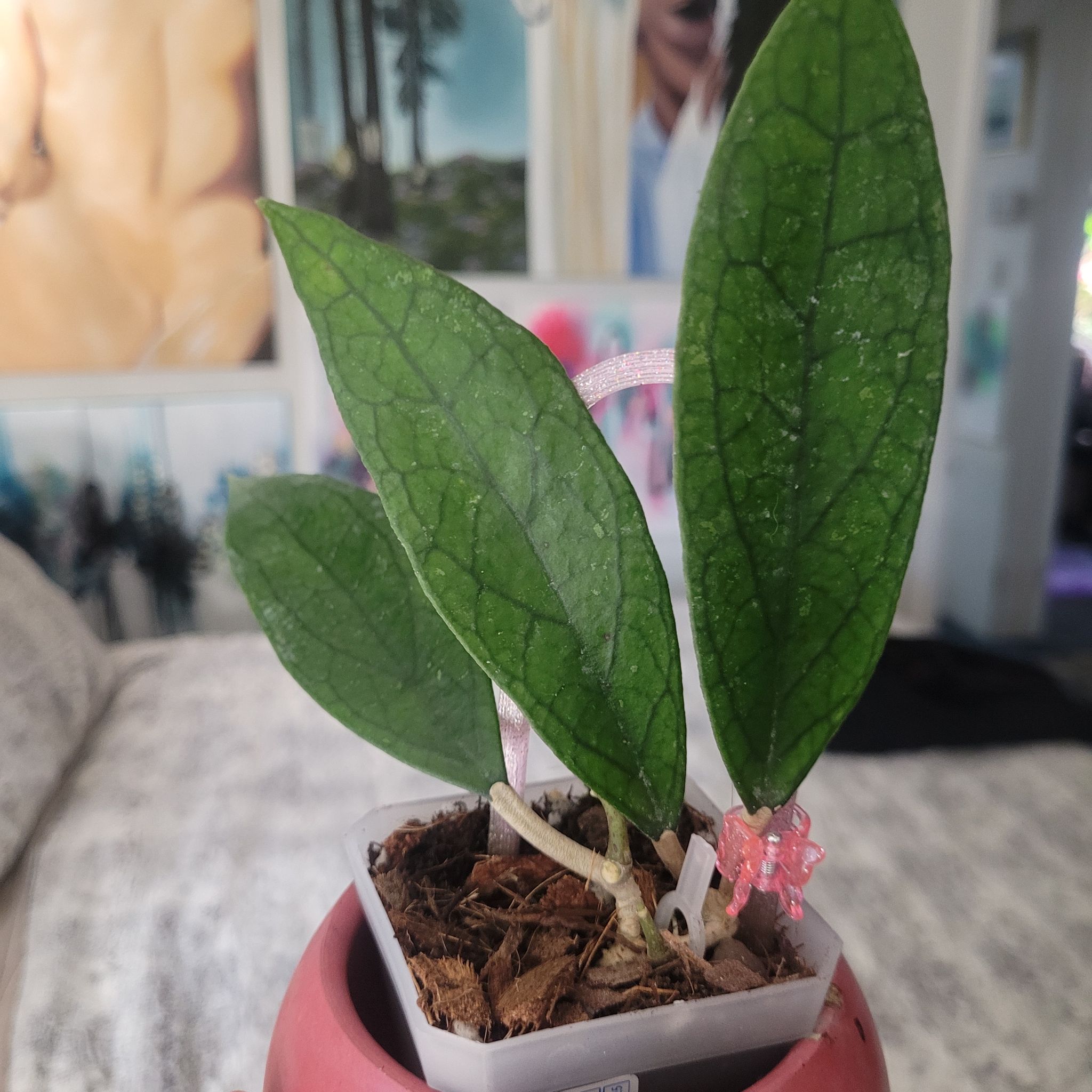 Photo of the plant species Hoya vitellinoides by @breezyx7 named H. Vittelinoides yaya on Greg, the plant care app