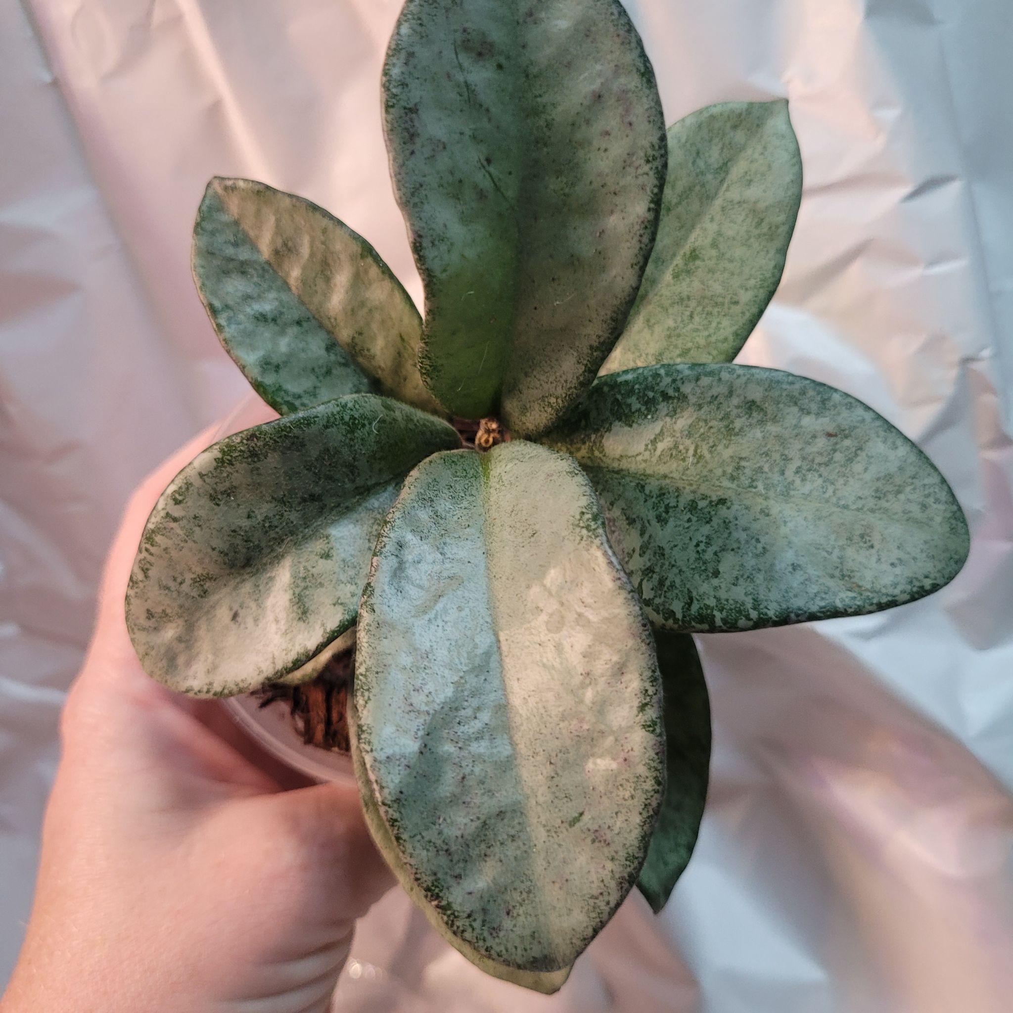 Photo of the plant species Hoya nova by @breezyx7 named H. Nova Ghost on Greg, the plant care app