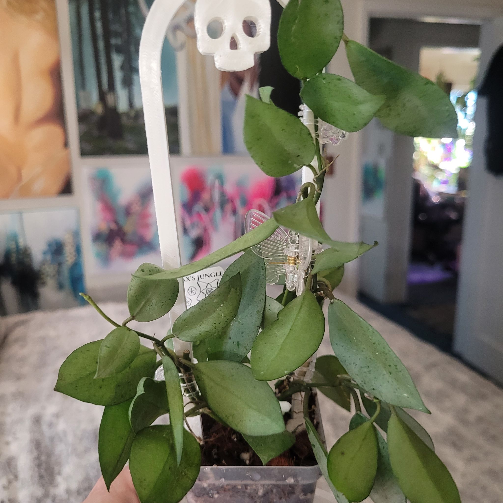 Photo of the plant species Hoya Lacunosa Silver by @breezyx7 named H. Lacunosa Mint Coin on Greg, the plant care app
