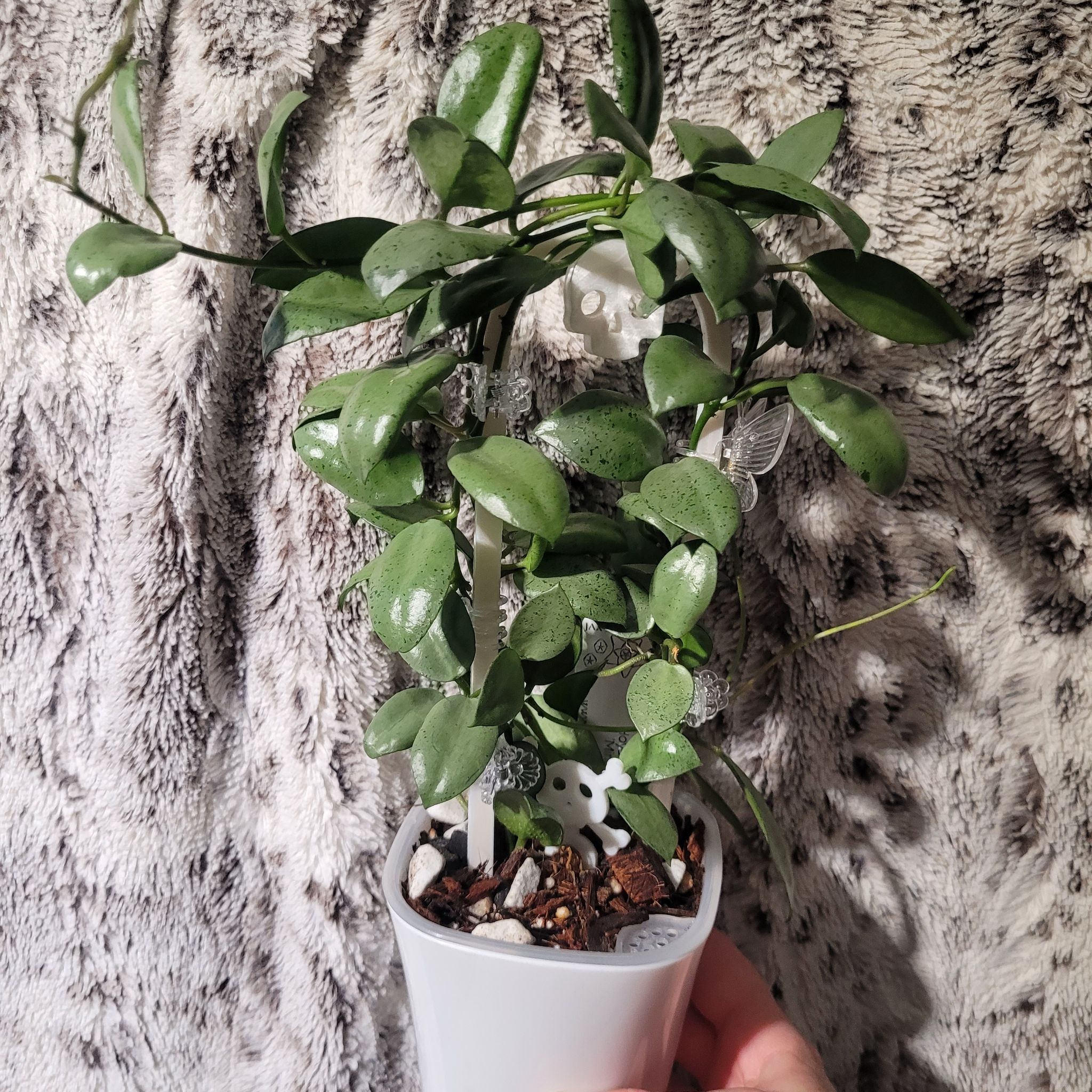 Photo of the plant species Hoya Lacunosa Silver by @breezyx7 named H. Lacunosa Mint Coin on Greg, the plant care app