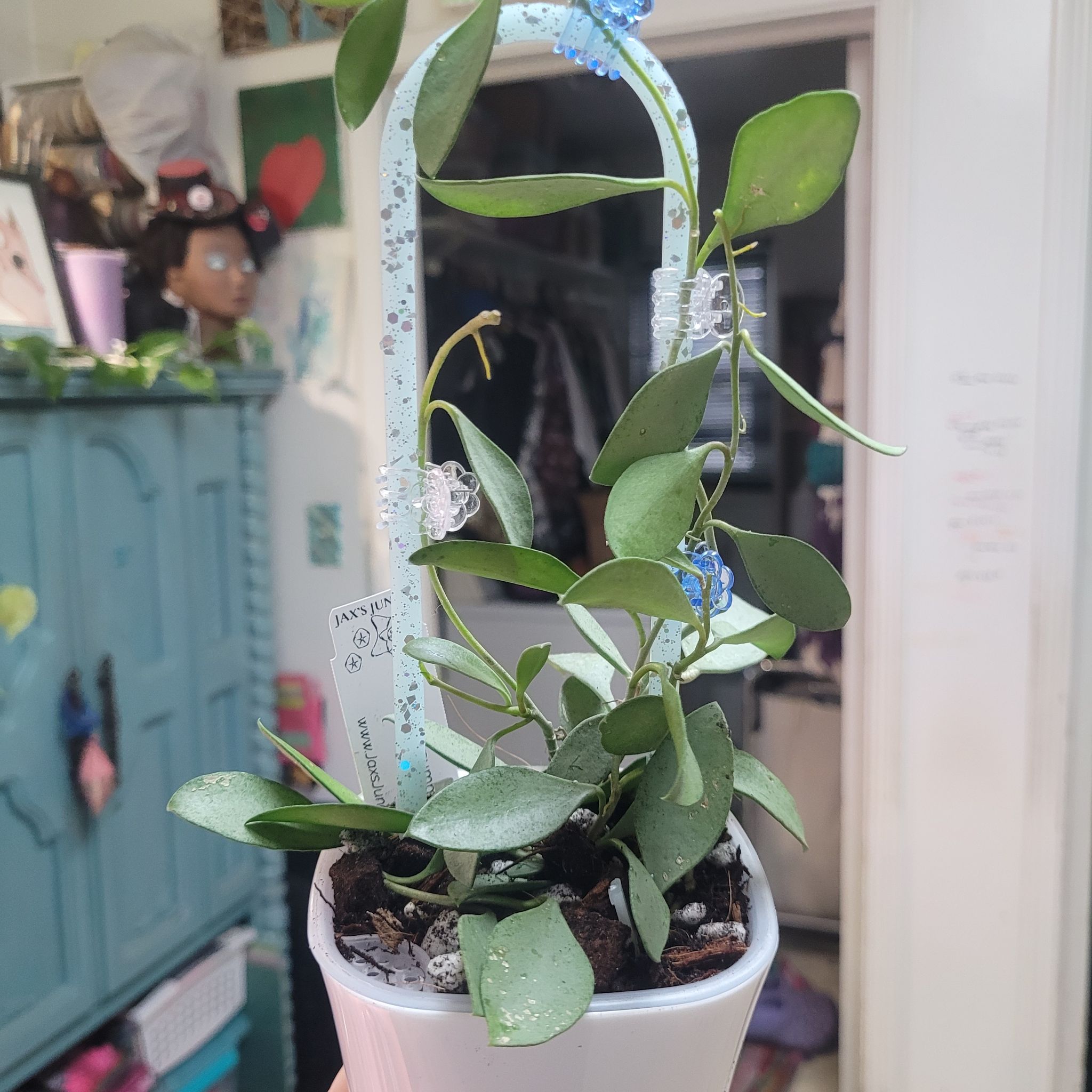 Photo of the plant species Hoya nummularioides by @breezyx7 named H. Nummularioides Silver Jax&yaya on Greg, the plant care app
