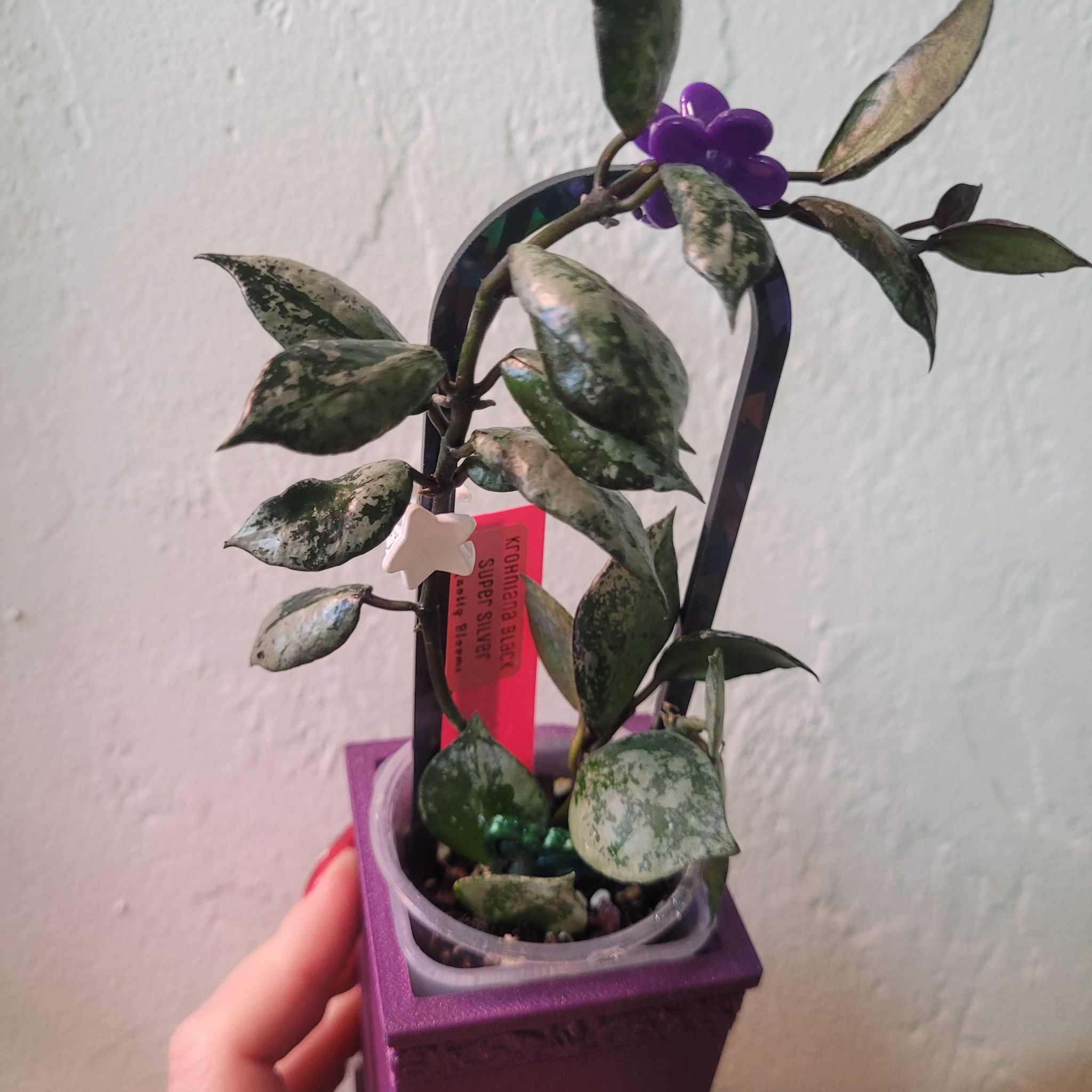 Photo of the plant species Hoya 'Krohniana Silver' by @breezyx7 named H. Krohniana black super silver on Greg, the plant care app