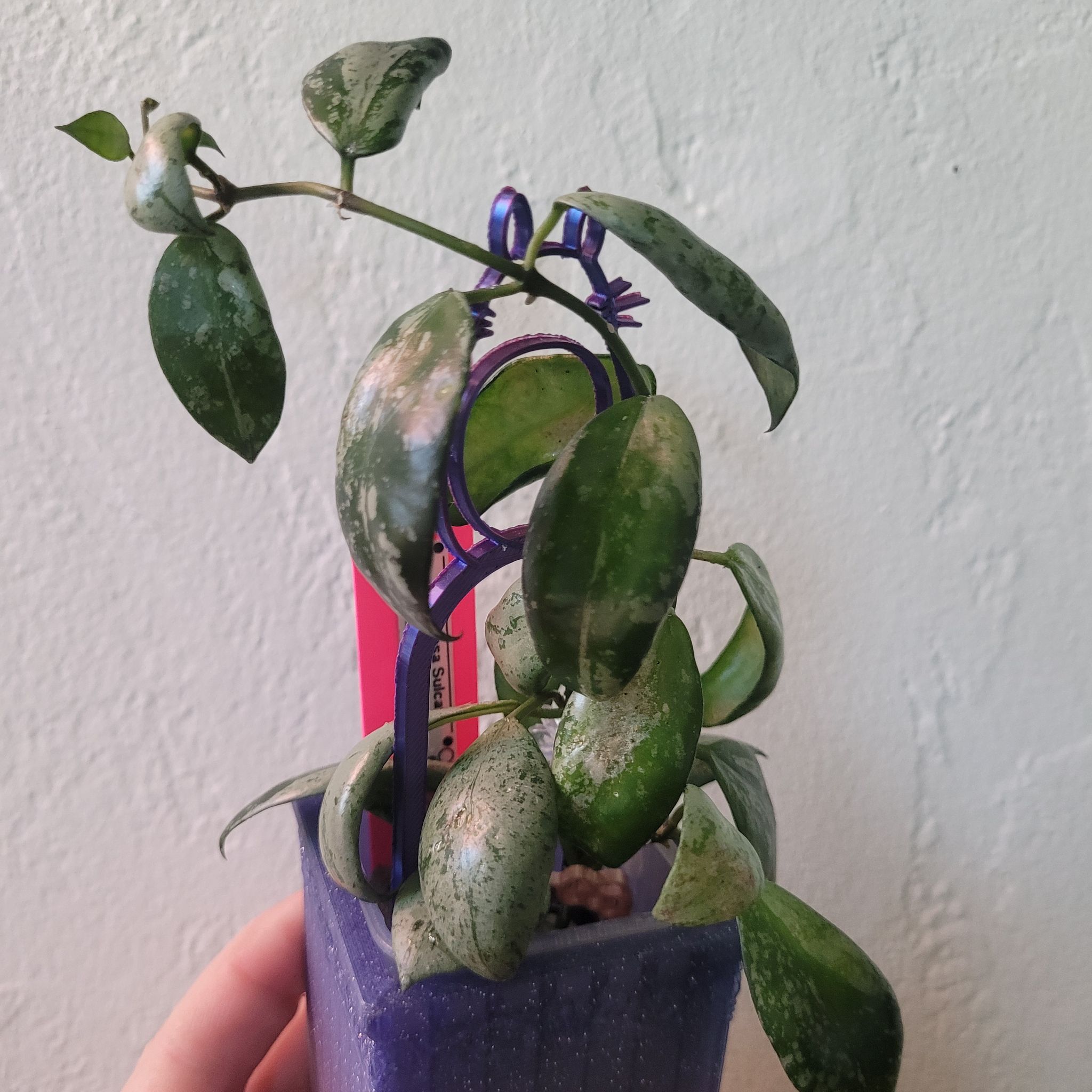 Photo of the plant species Hoya lacunosa 'Sulcata' by @breezyx7 named H. Lacunosa Sulcata on Greg, the plant care app