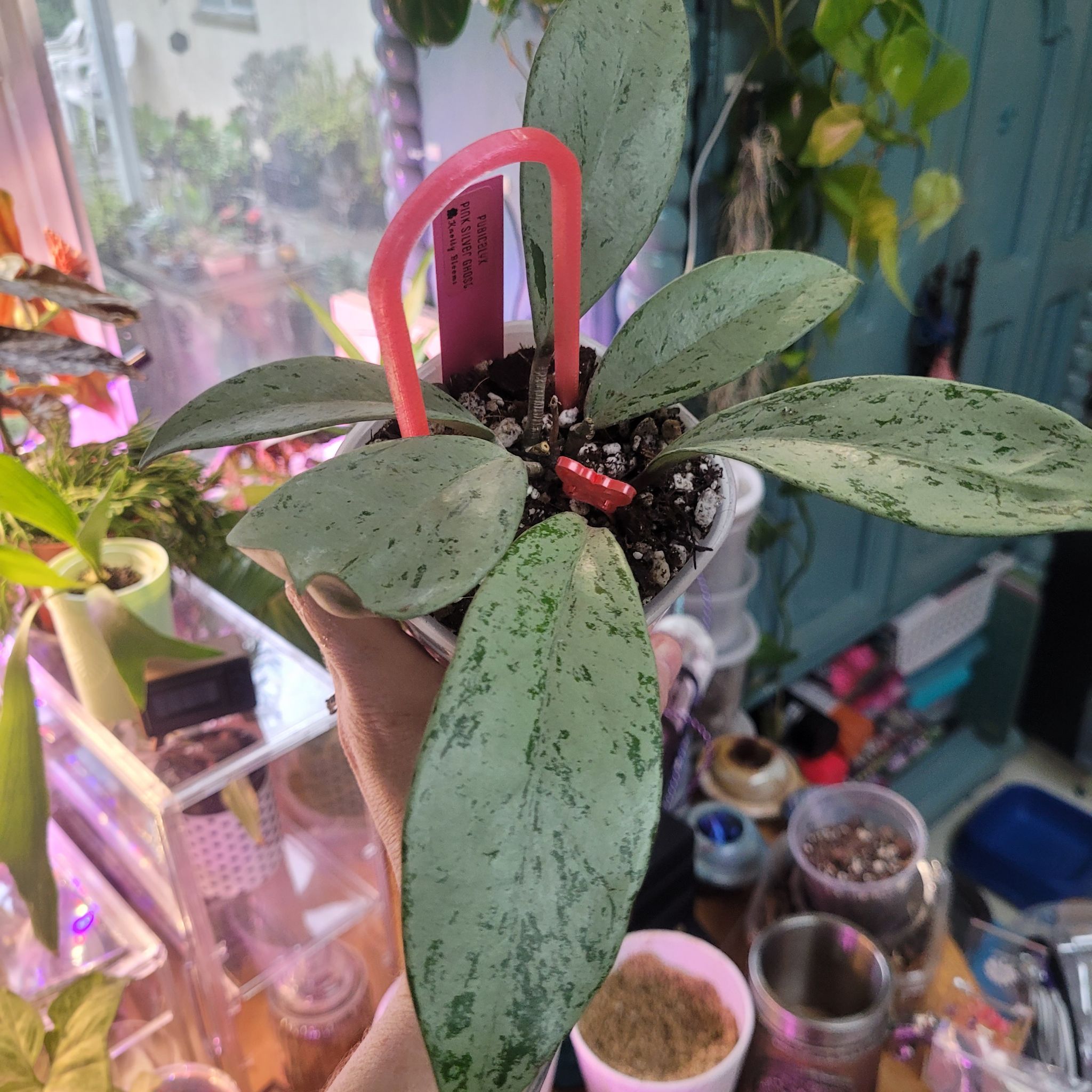 Photo of the plant species Hoya publicalyx 'Pink Silver Ghost' by @breezyx7 named H. Pink silver ghost Kblooms&Tali on Greg, the plant care app