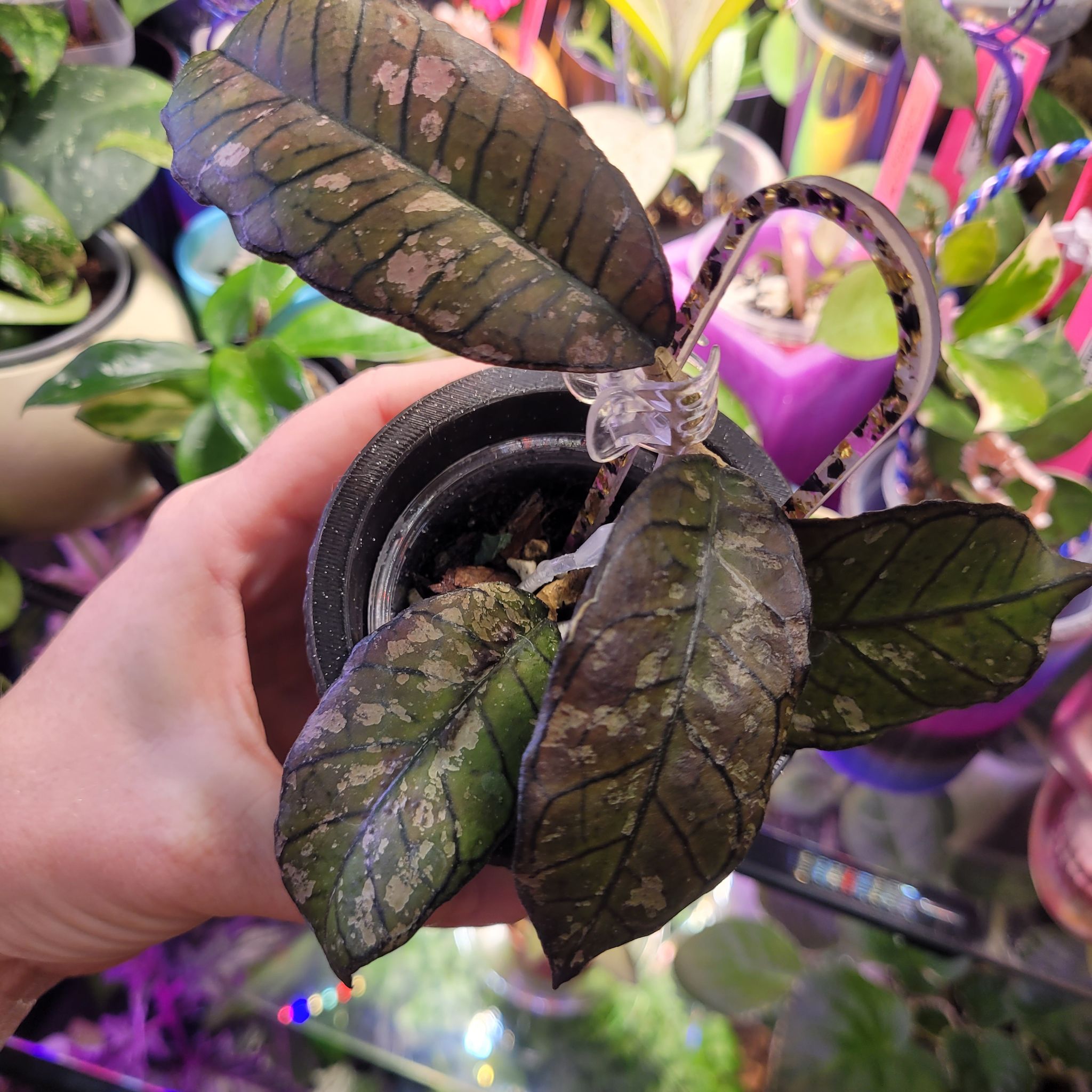 Photo of the plant species Hoya Gangung Gading by @breezyx7 named H. Ganung Gading Ghost on Greg, the plant care app