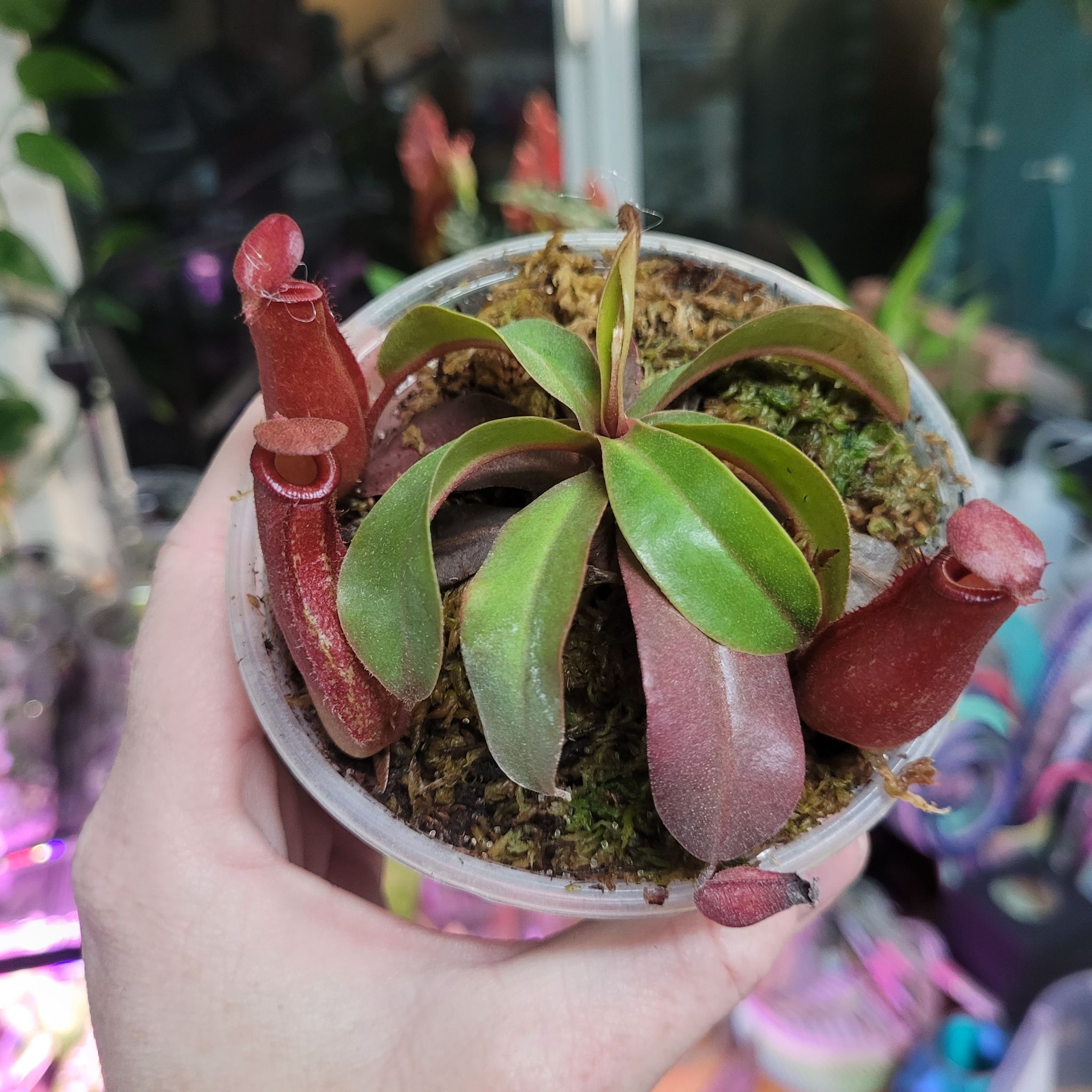 Photo of the plant species Nepenthes Lady Luck by @breezyx7 named Nepenthes Lady Luck on Greg, the plant care app