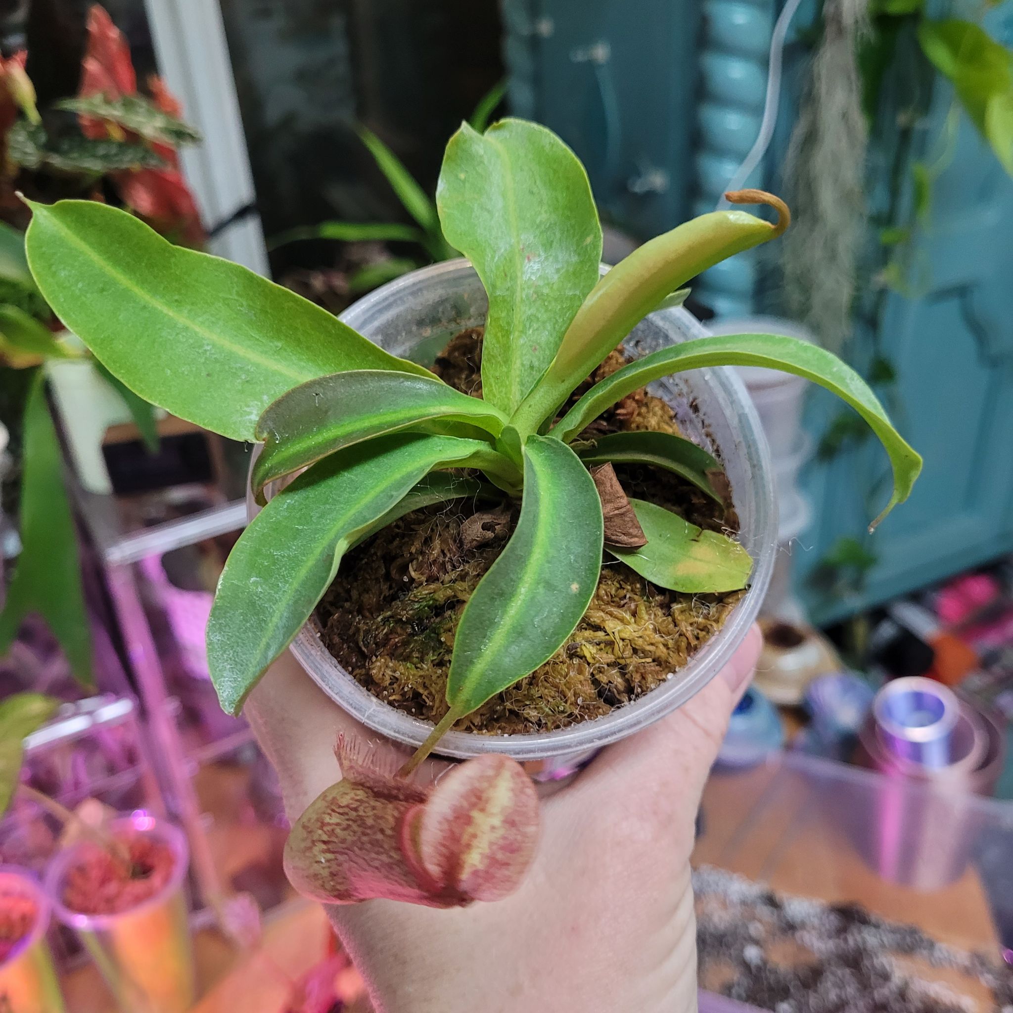 Photo of the plant species Nepenthes 'Miranda' by @breezyx7 named Nepenthes Miranda on Greg, the plant care app