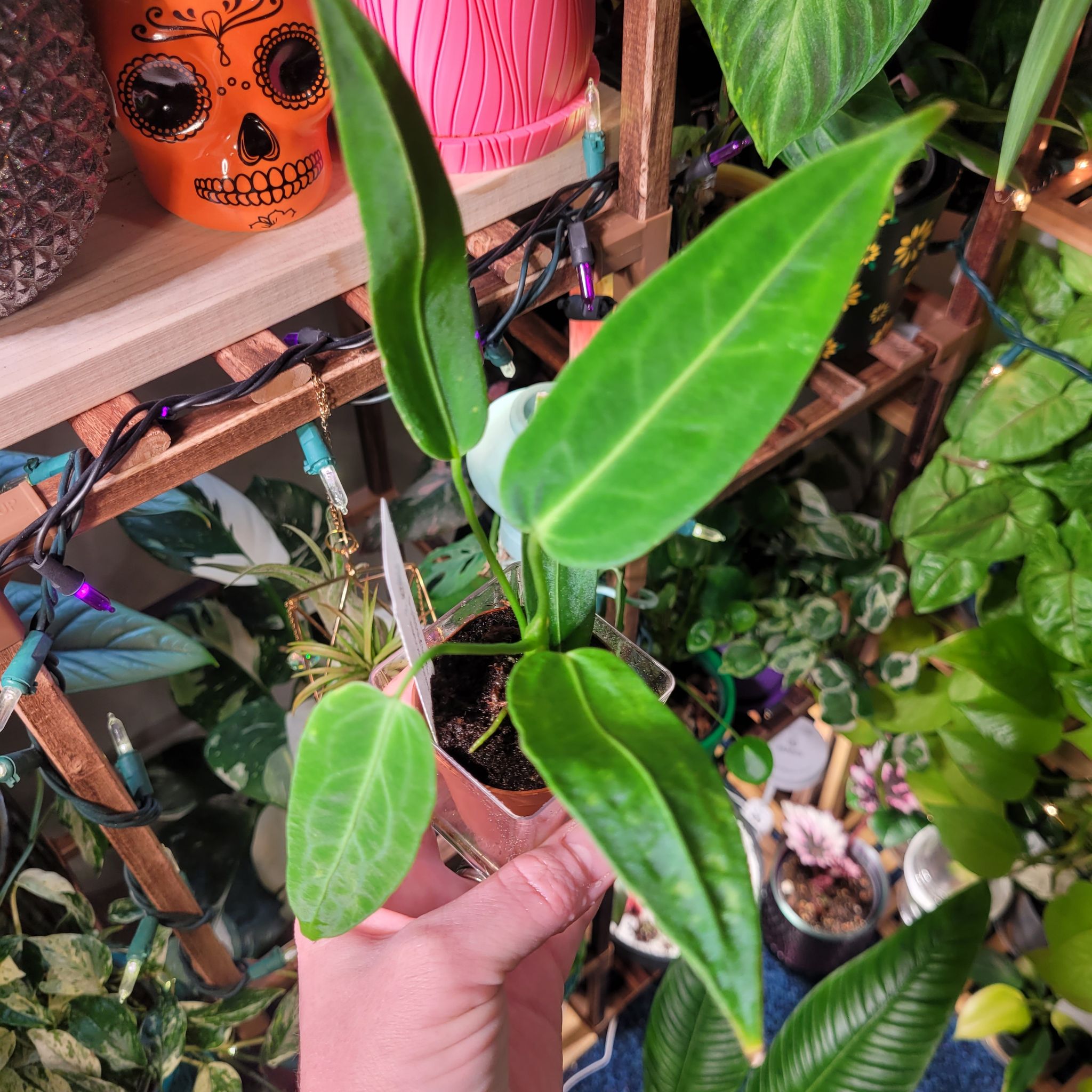 Photo of the plant species Warocqueanum by @breezyx7 named Anthurium Warocqueanum on Greg, the plant care app