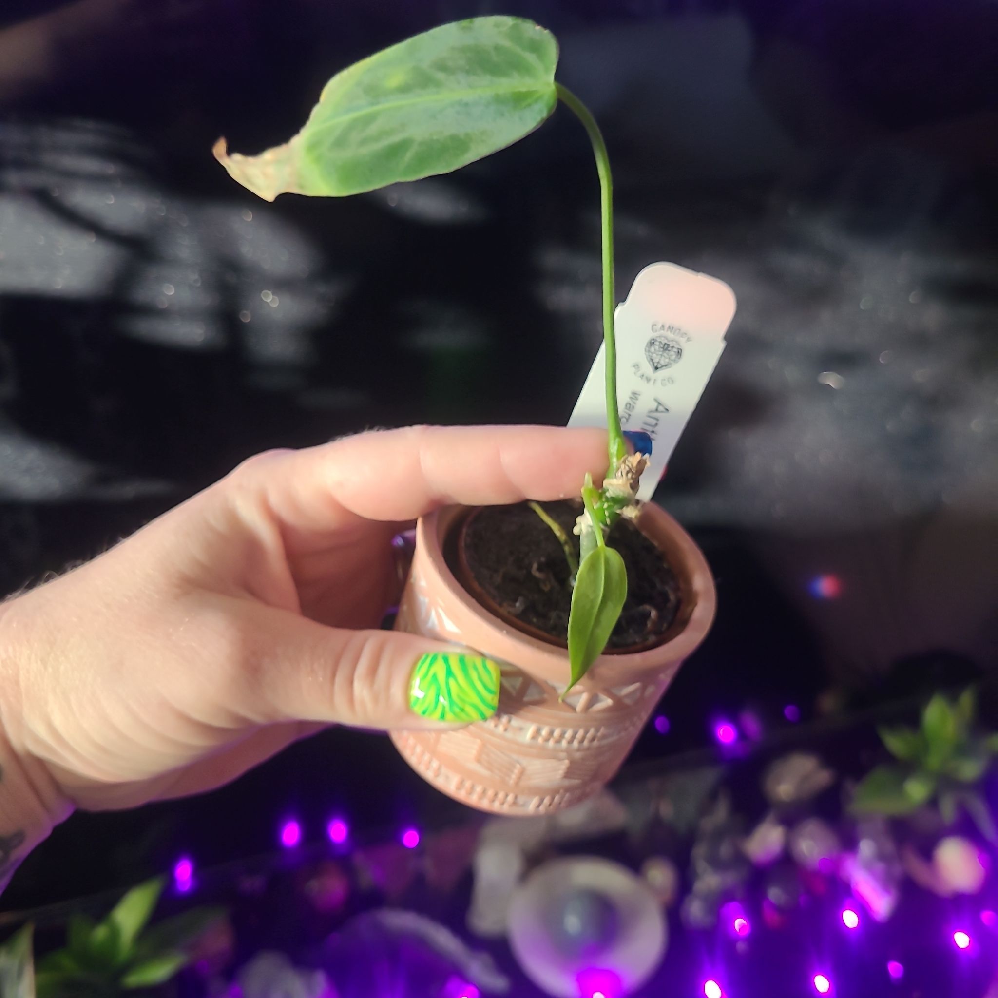 Photo of the plant species Warocqueanum by @breezyx7 named Anthurium Warocqueanum on Greg, the plant care app