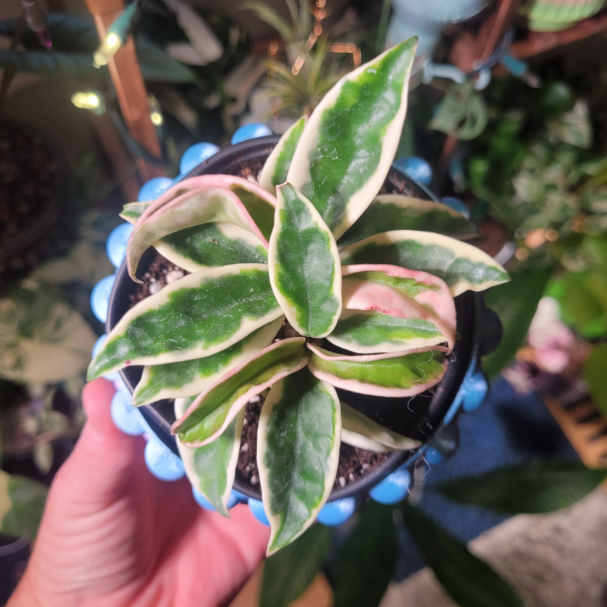 Photo of the plant species Hoya 'Krinkle 8' by @breezyx7 named H. Krinkle 8 Albo Marginata PP on Greg, the plant care app