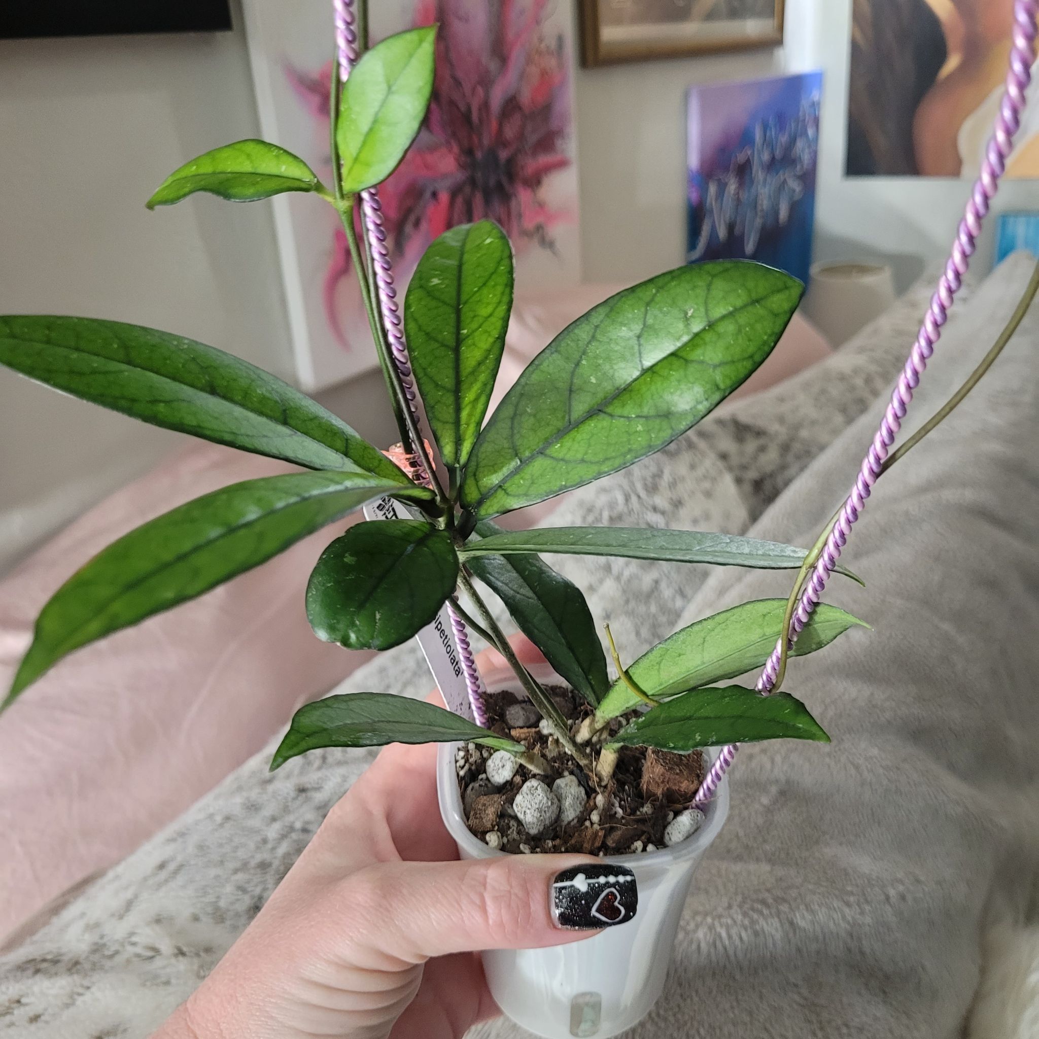 Photo of the plant species Hoya Crassipetiolata Splash by @breezyx7 named H. Crassipetiolata on Greg, the plant care app