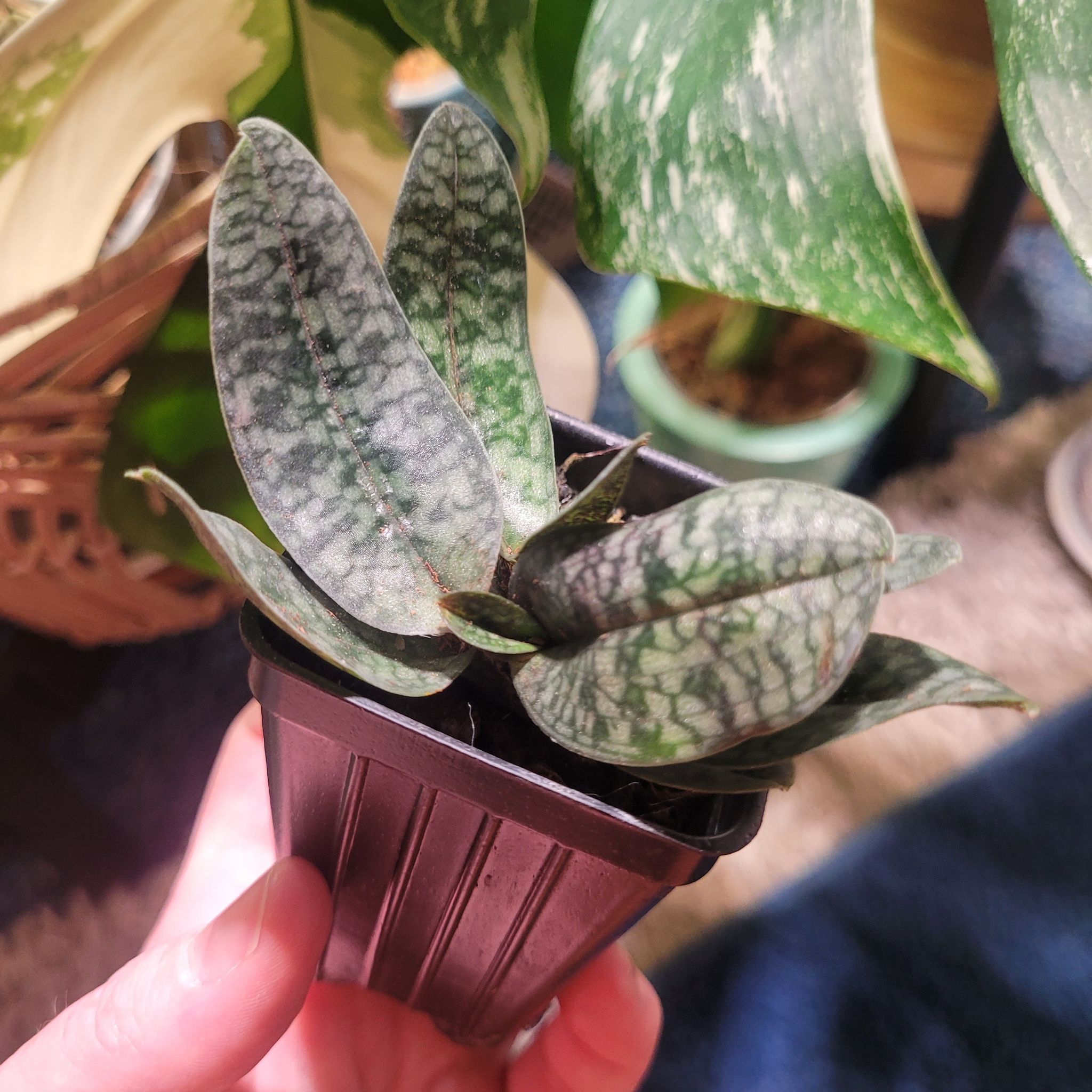 Photo of the plant species Delenatii's Paphiopedilum by @breezyx7 named Orchid Paphiopedilum Delenatii on Greg, the plant care app