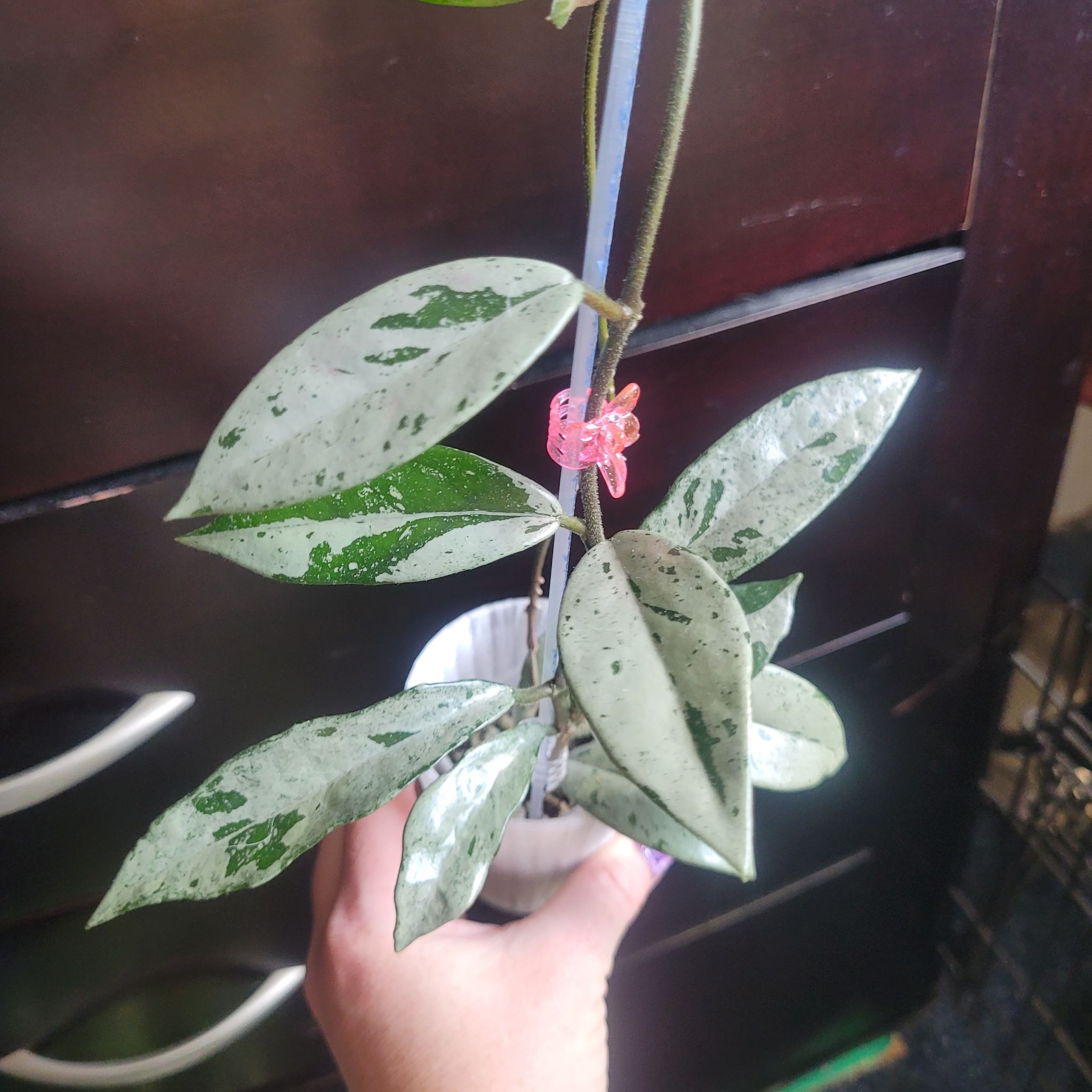 Photo of the plant species Hoya carnosa 'Wilbur Graves Silver' by @breezyx7 named H. Wilbur Graves Silver "China" tali on Greg, the plant care app