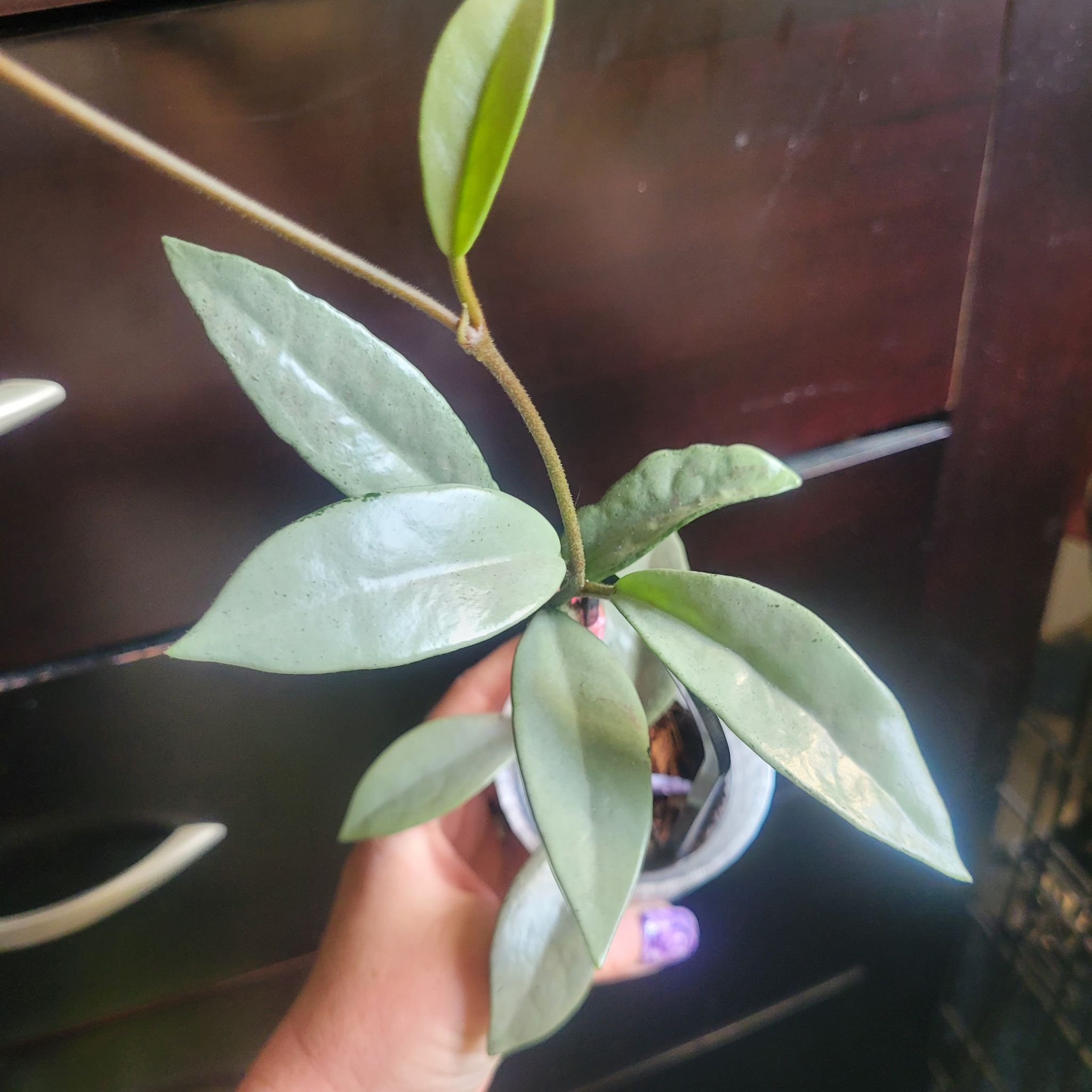 Photo of the plant species Hoya carnosa 'Wilbur Graves Silver' by @breezyx7 named H. Wilbur Graves Silver x2 rootedbotanicals on Greg, the plant care app
