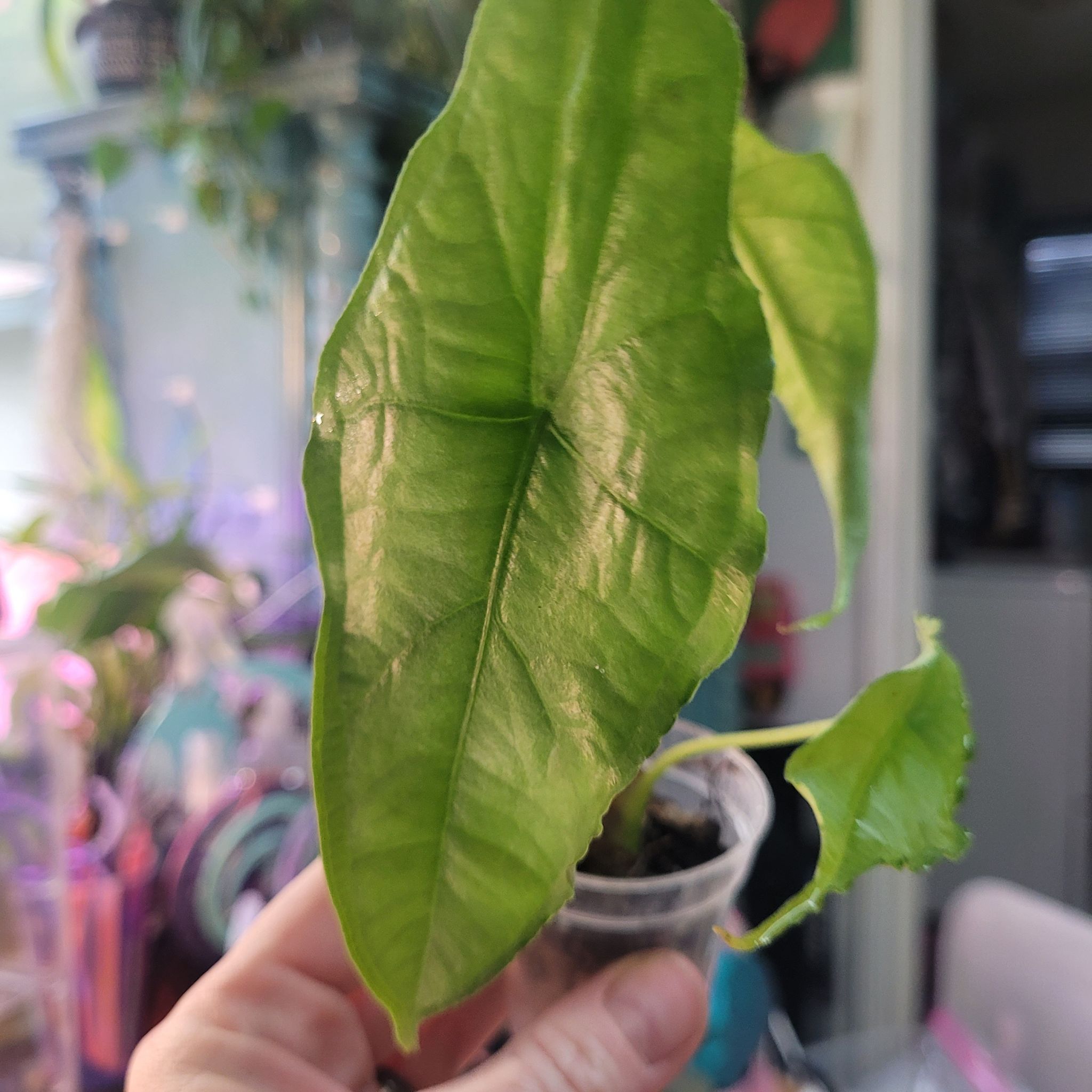 Photo of the plant species Alocasia dragons breath by @breezyx7 named Aloc. Dragon's Breath on Greg, the plant care app