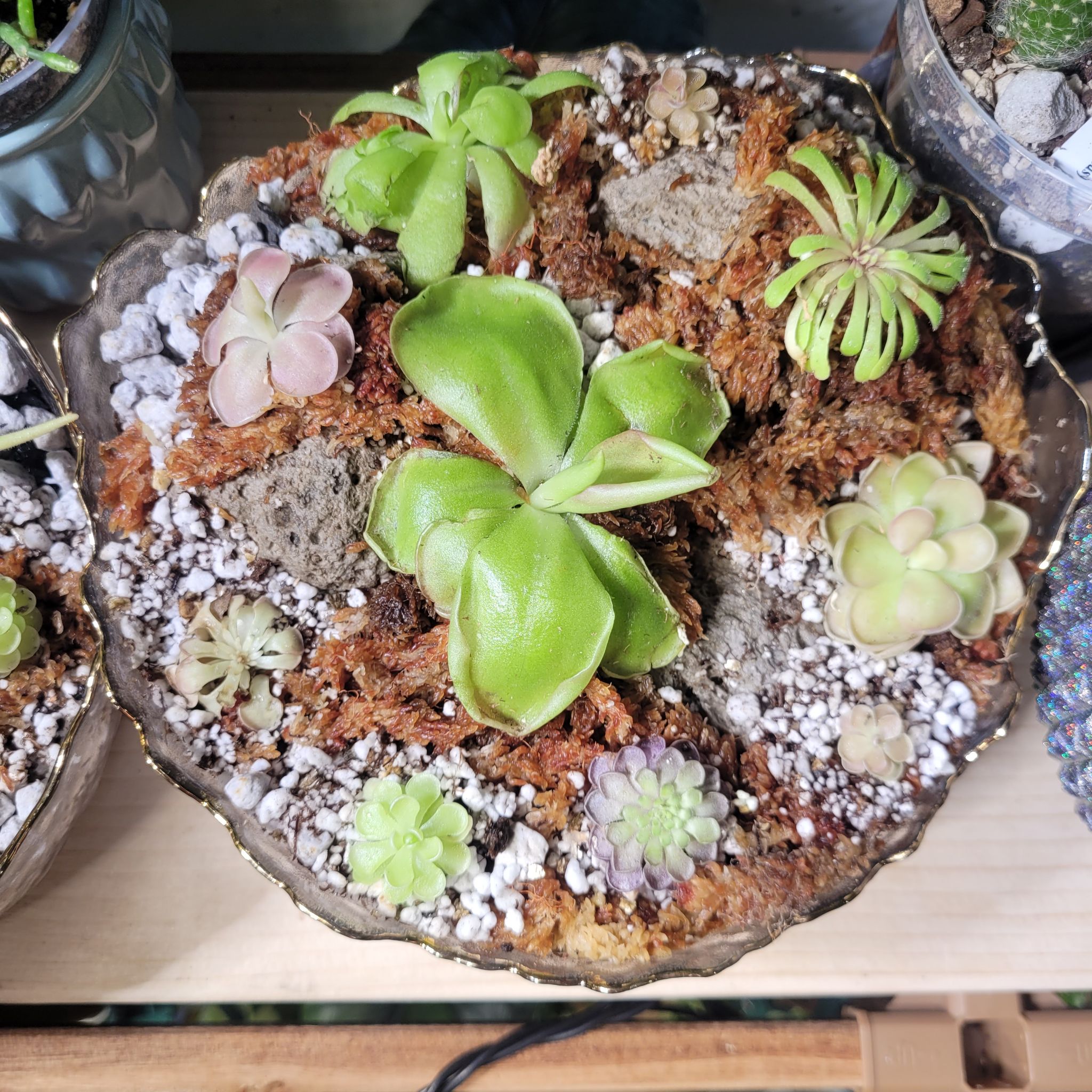 Photo of the plant species Mexican Butterwort by @breezyx7 named Pingdom big on Greg, the plant care app