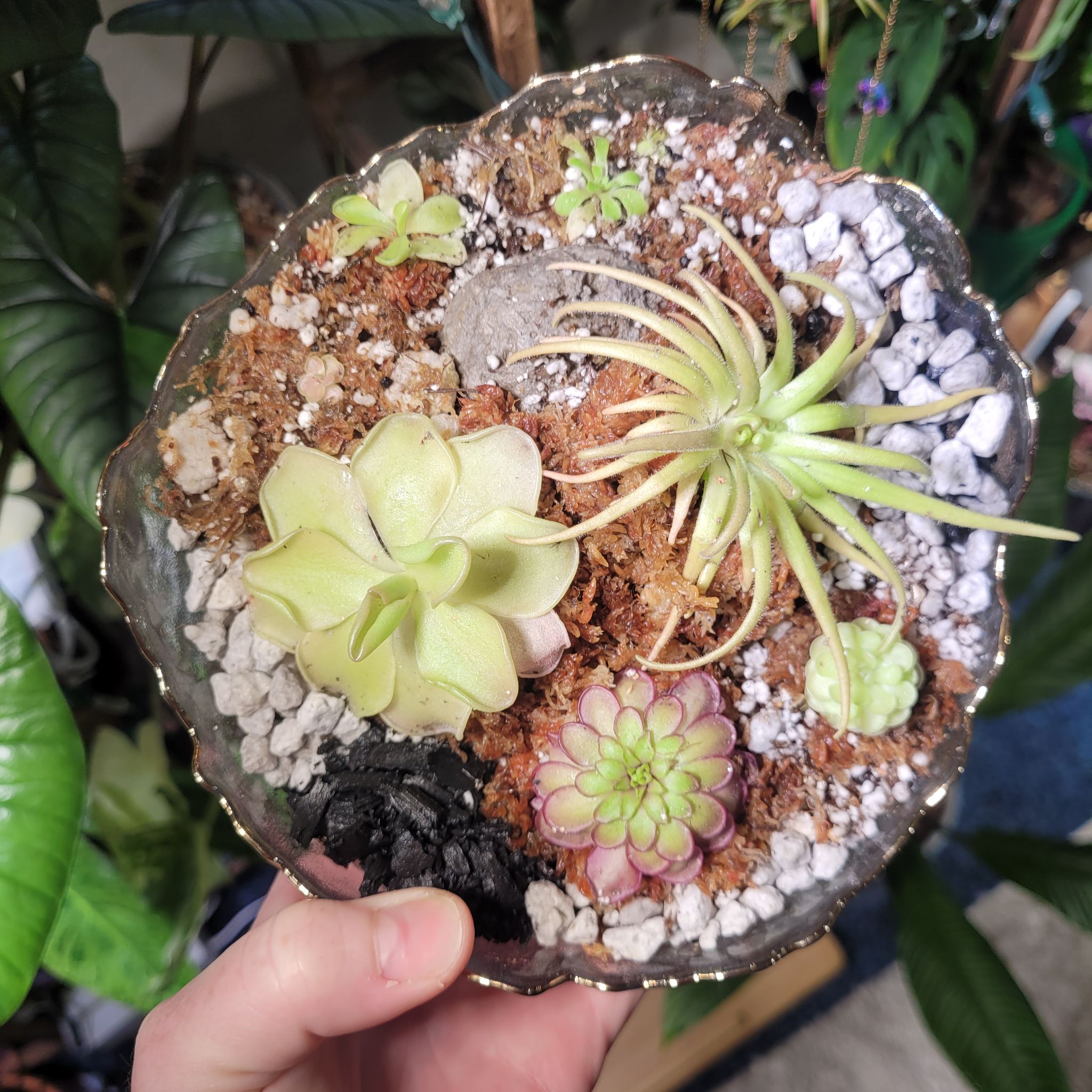 Photo of the plant species Mexican Butterwort by @breezyx7 named Pingdom medium on Greg, the plant care app