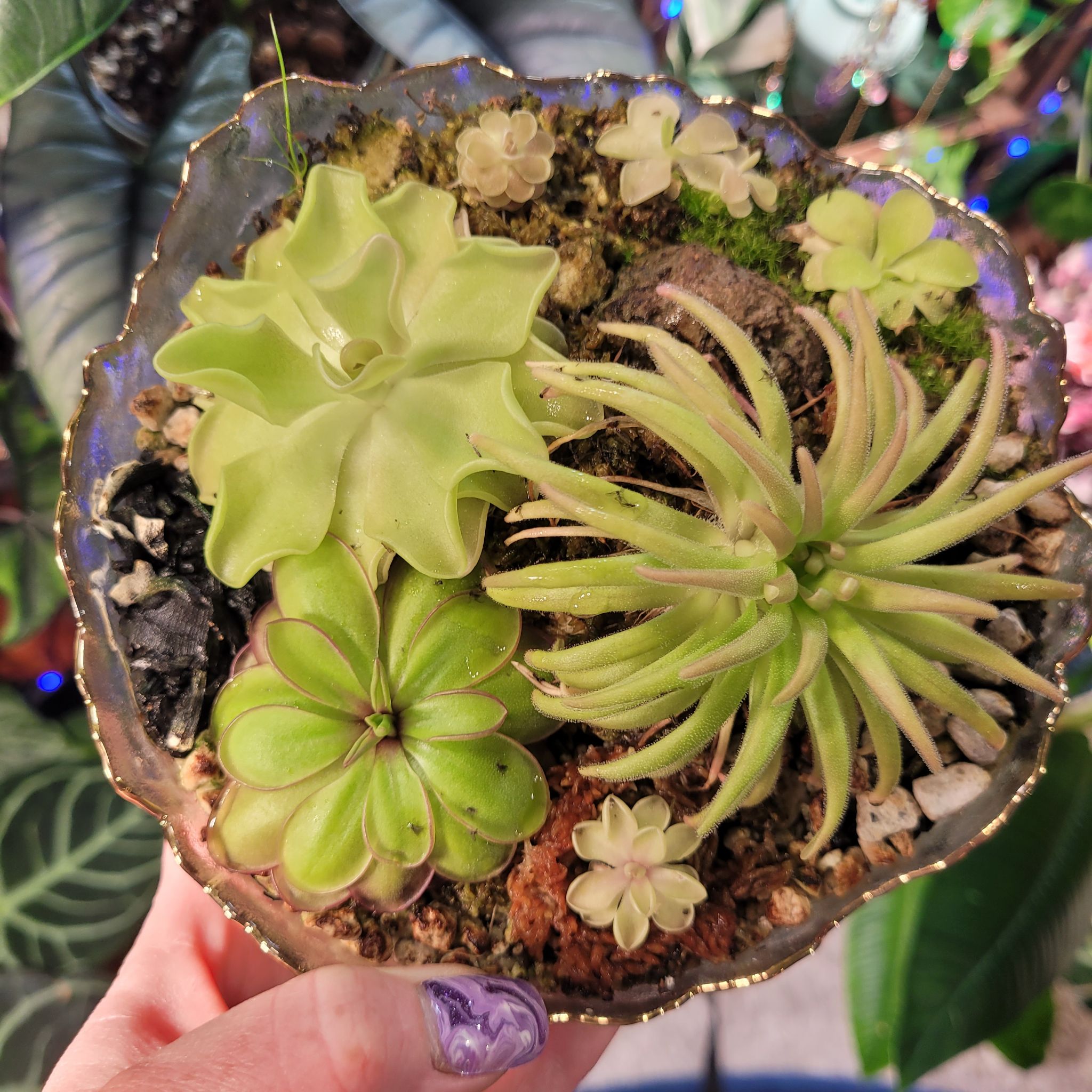 Photo of the plant species Mexican Butterwort by @breezyx7 named Pingdom medium on Greg, the plant care app