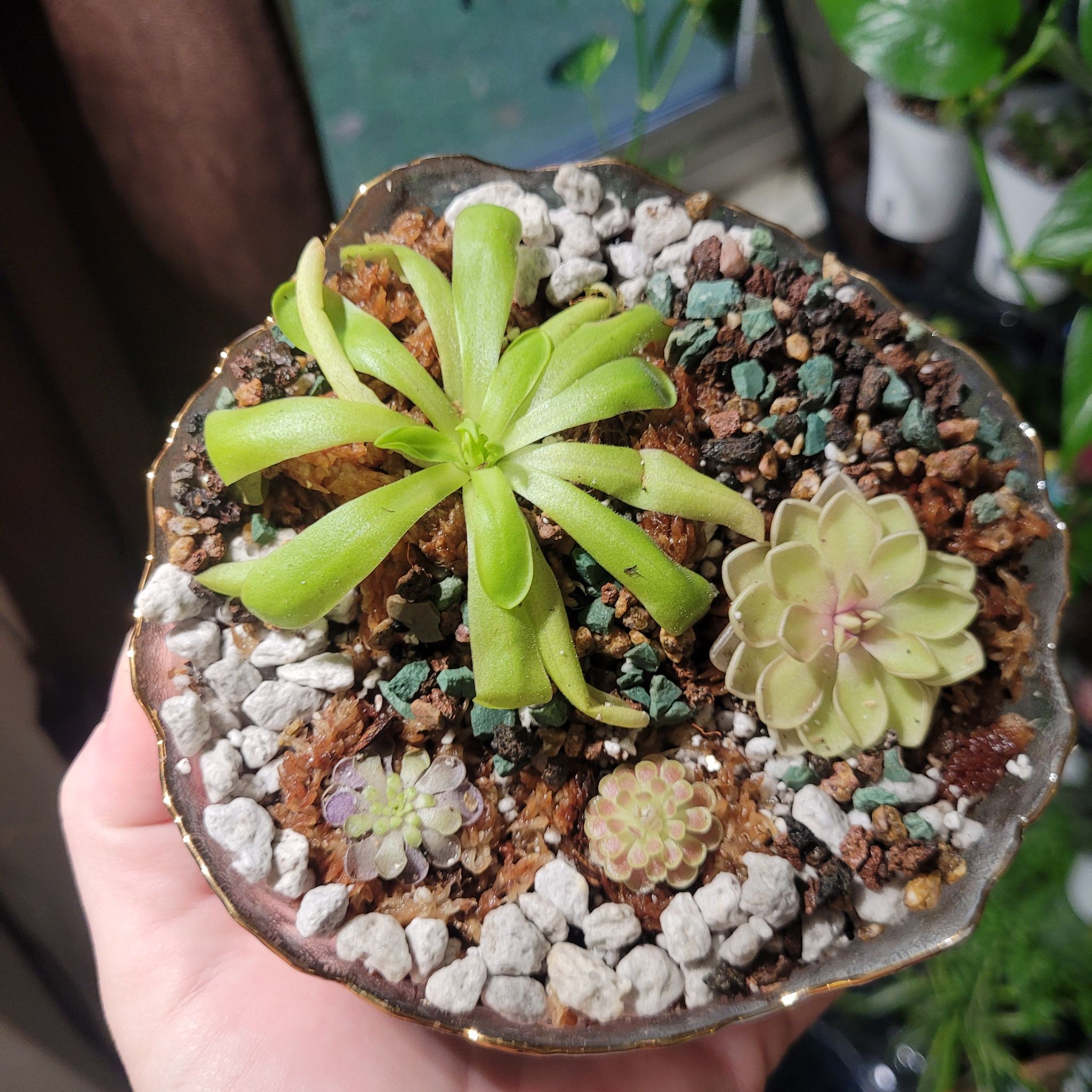 Photo of the plant species Mexican Butterwort by @breezyx7 named Pingdom baby on Greg, the plant care app