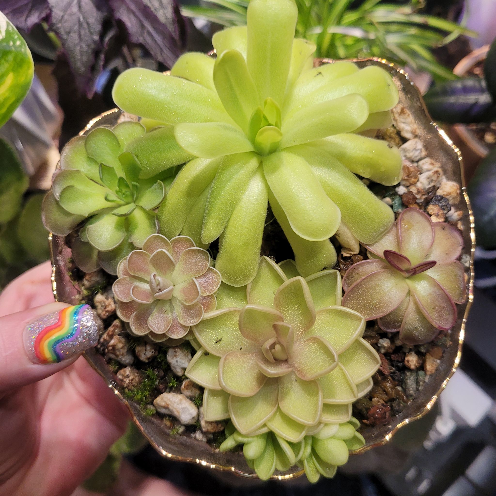 Photo of the plant species Mexican Butterwort by @breezyx7 named Pingdom baby on Greg, the plant care app