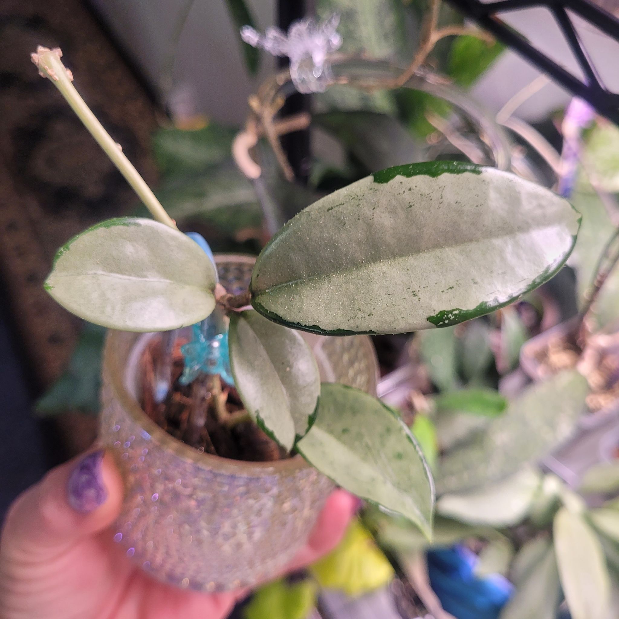 Photo of the plant species Hoya sp. AH074 ‘Silver’ by @breezyx7 named H. AH 074 Silver on Greg, the plant care app