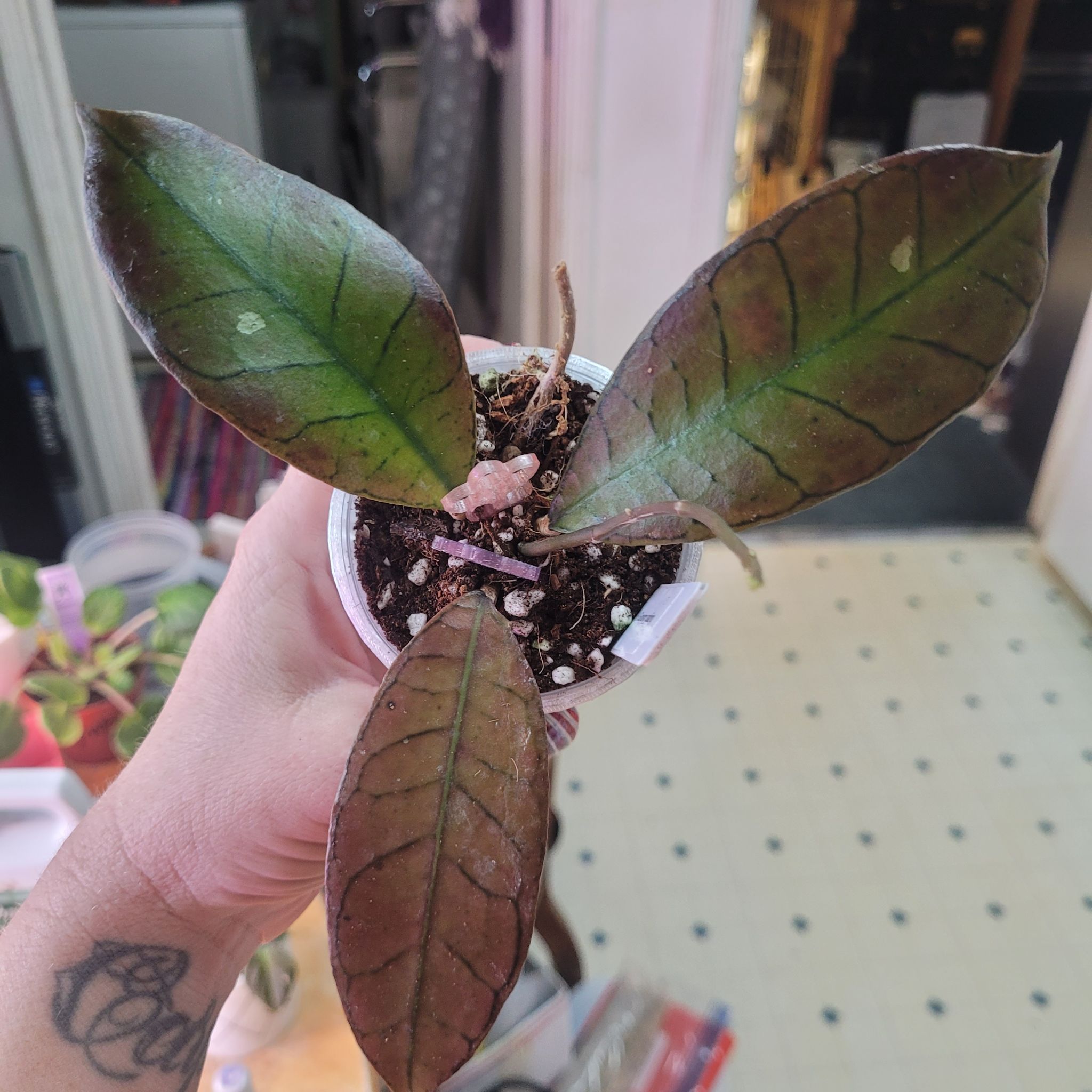 Photo of the plant species Hoya Gangung Gading by @breezyx7 named H. Ganung Gading plantae on Greg, the plant care app