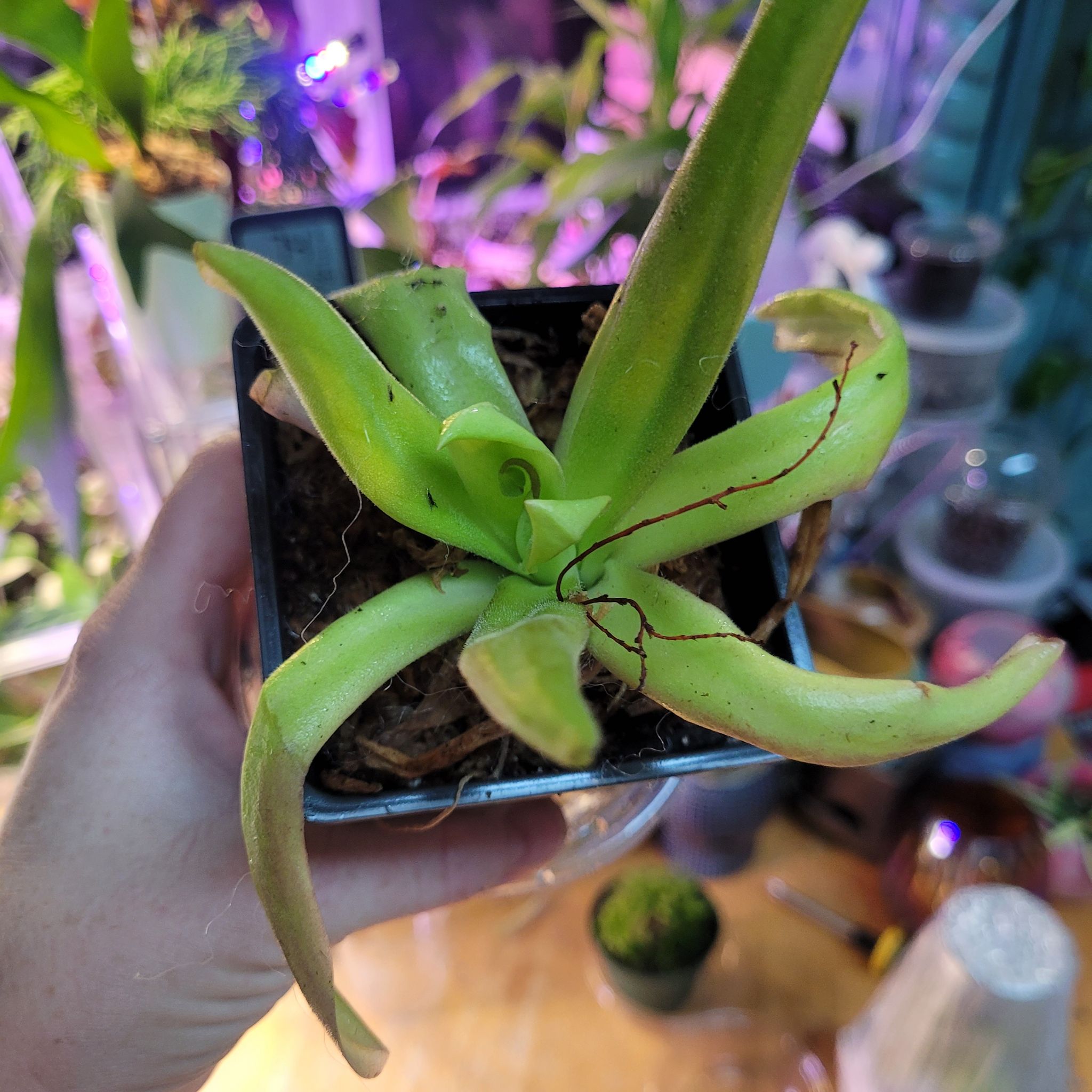 Photo of the plant species Pinguicula moctezumae by @breezyx7 named Pinguilica Moctezuma on Greg, the plant care app