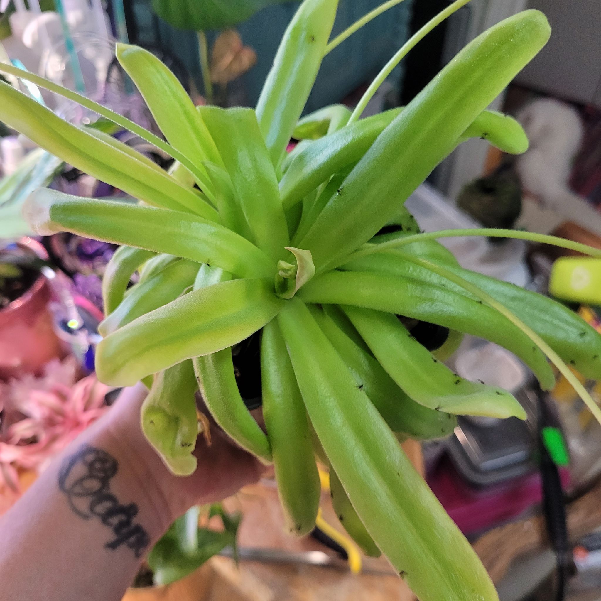 Photo of the plant species Pinguicula moctezumae by @breezyx7 named Pinguilica Moctezuma on Greg, the plant care app