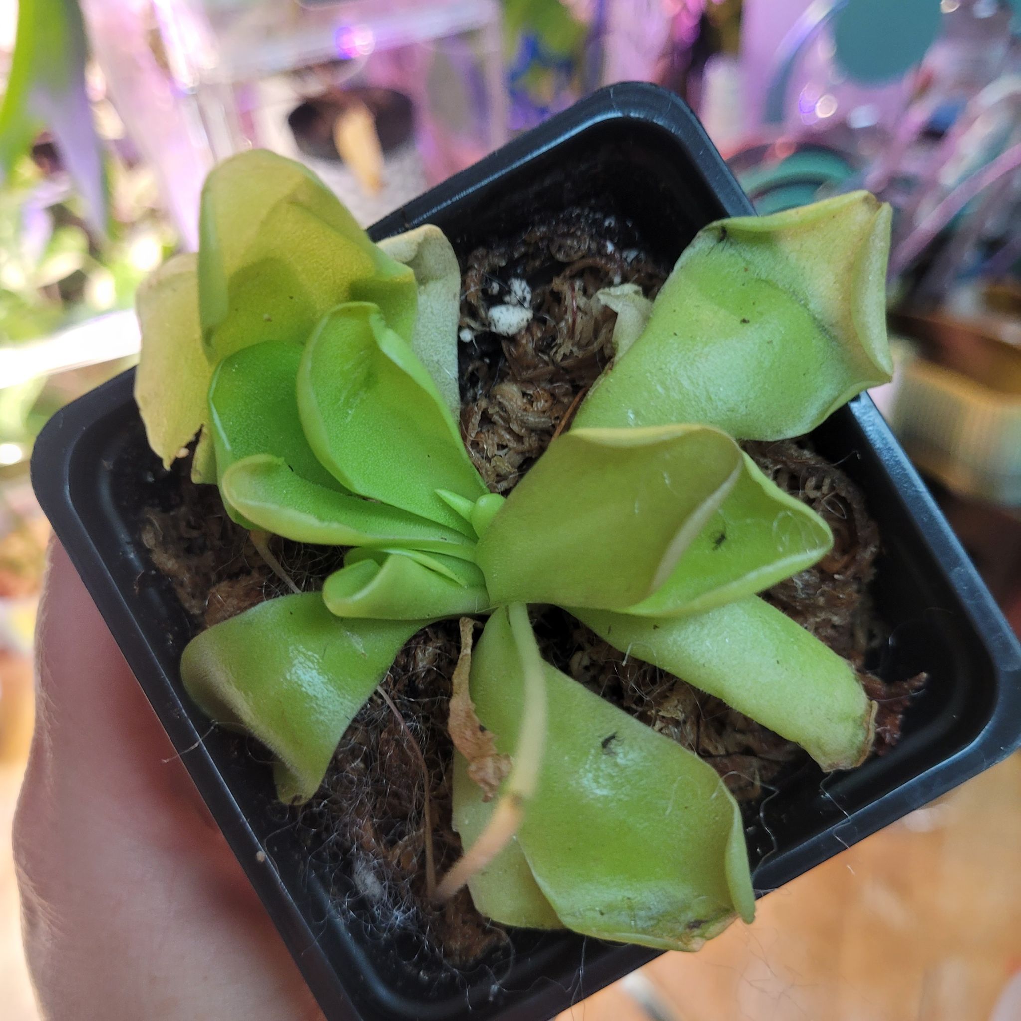 Photo of the plant species El Lobo Butterwort by @breezyx7 named Pinguilica El Lobo on Greg, the plant care app