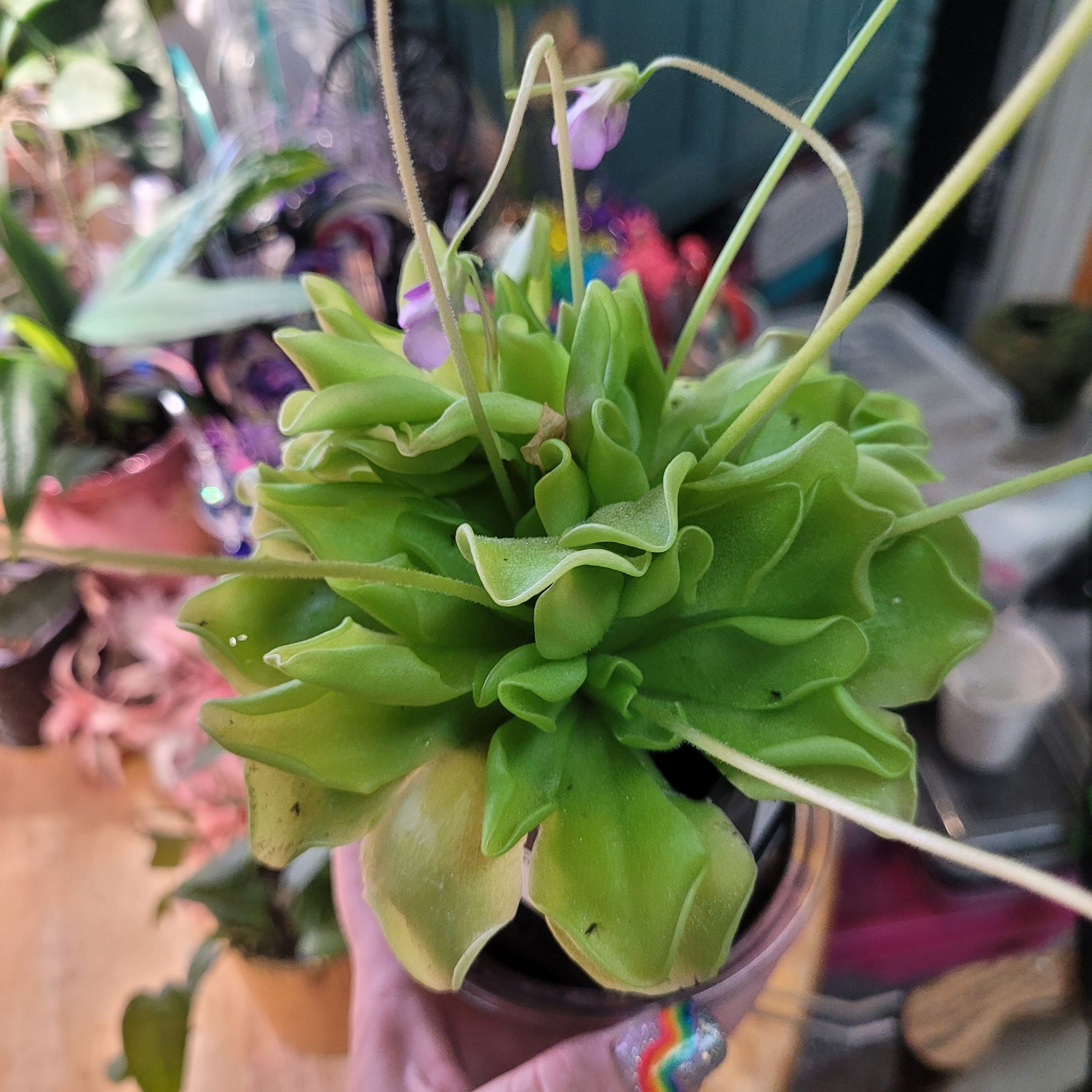 Photo of the plant species El Lobo Butterwort by @breezyx7 named Pinguilica El Lobo on Greg, the plant care app