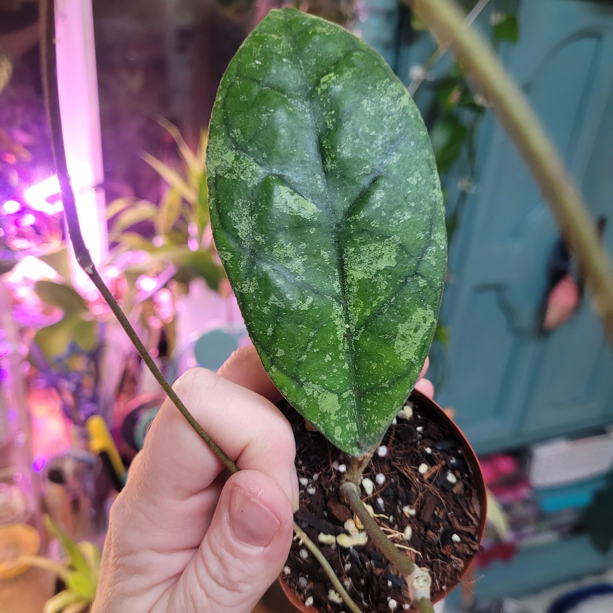 Photo of the plant species Hoya sp. Vietnam AH-001 by @breezyx7 named H. Ah 001 on Greg, the plant care app