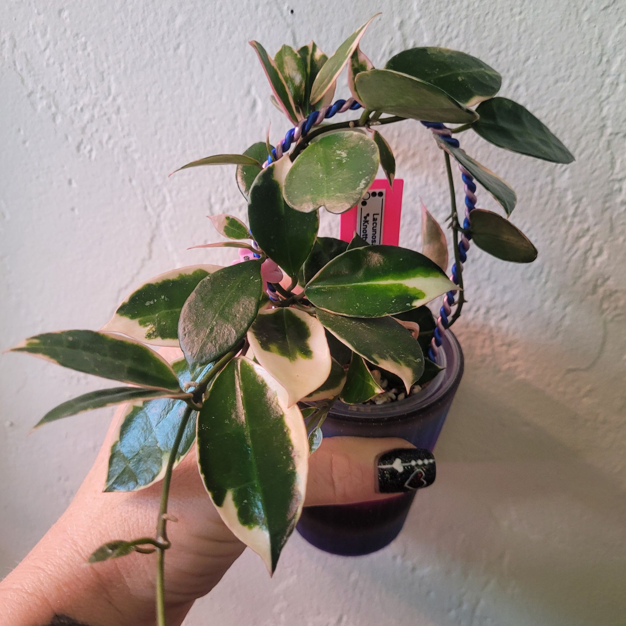 Photo of the plant species Hoya lacunosa ‘Asami’ (cCone 2) by @breezyx7 named H. Lacunosa Asami on Greg, the plant care app