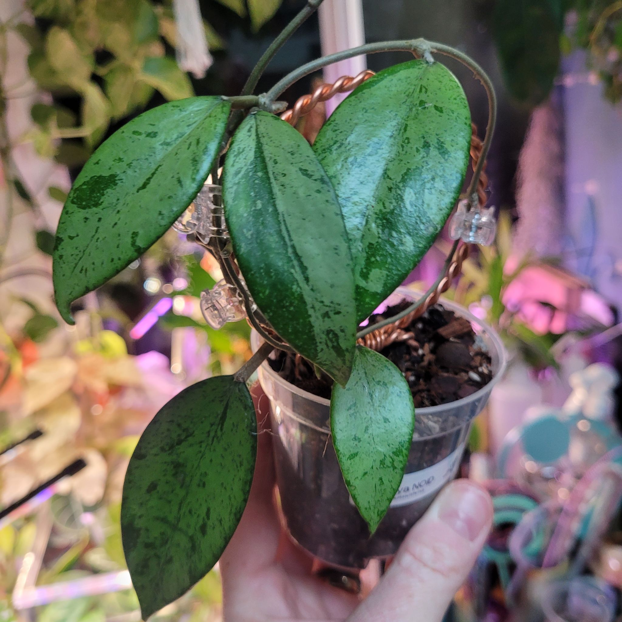 Photo of the plant species Hoya Silver by @breezyx7 named H. Snow Cui? NOID on Greg, the plant care app