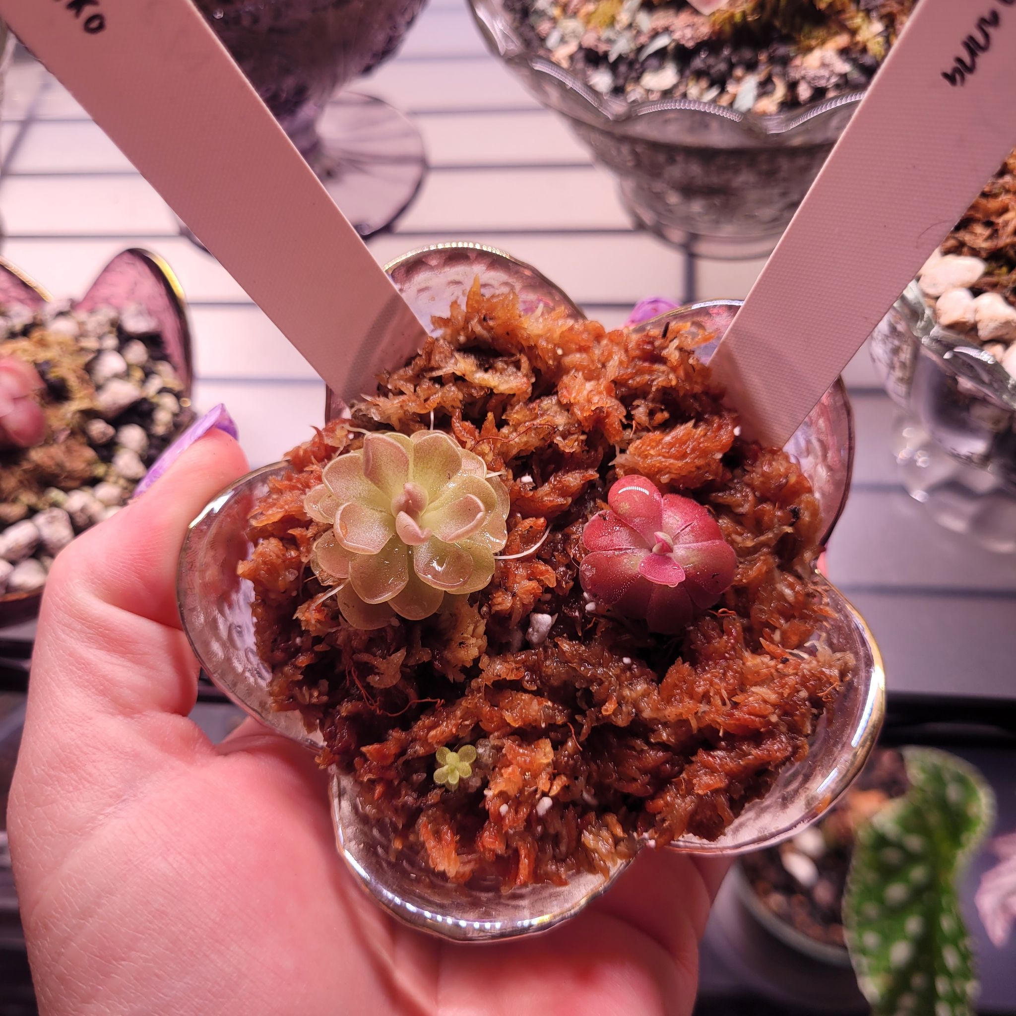 Photo of the plant species Butterwort by @breezyx7 named Pinguilica Fumiko & Johanna on Greg, the plant care app