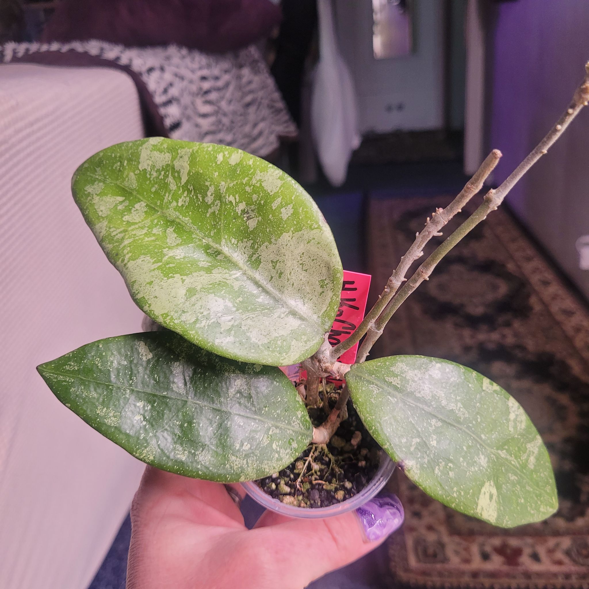 Photo of the plant species Hoya Ko Chang Island by @breezyx7 named H. Ko Chang Island on Greg, the plant care app