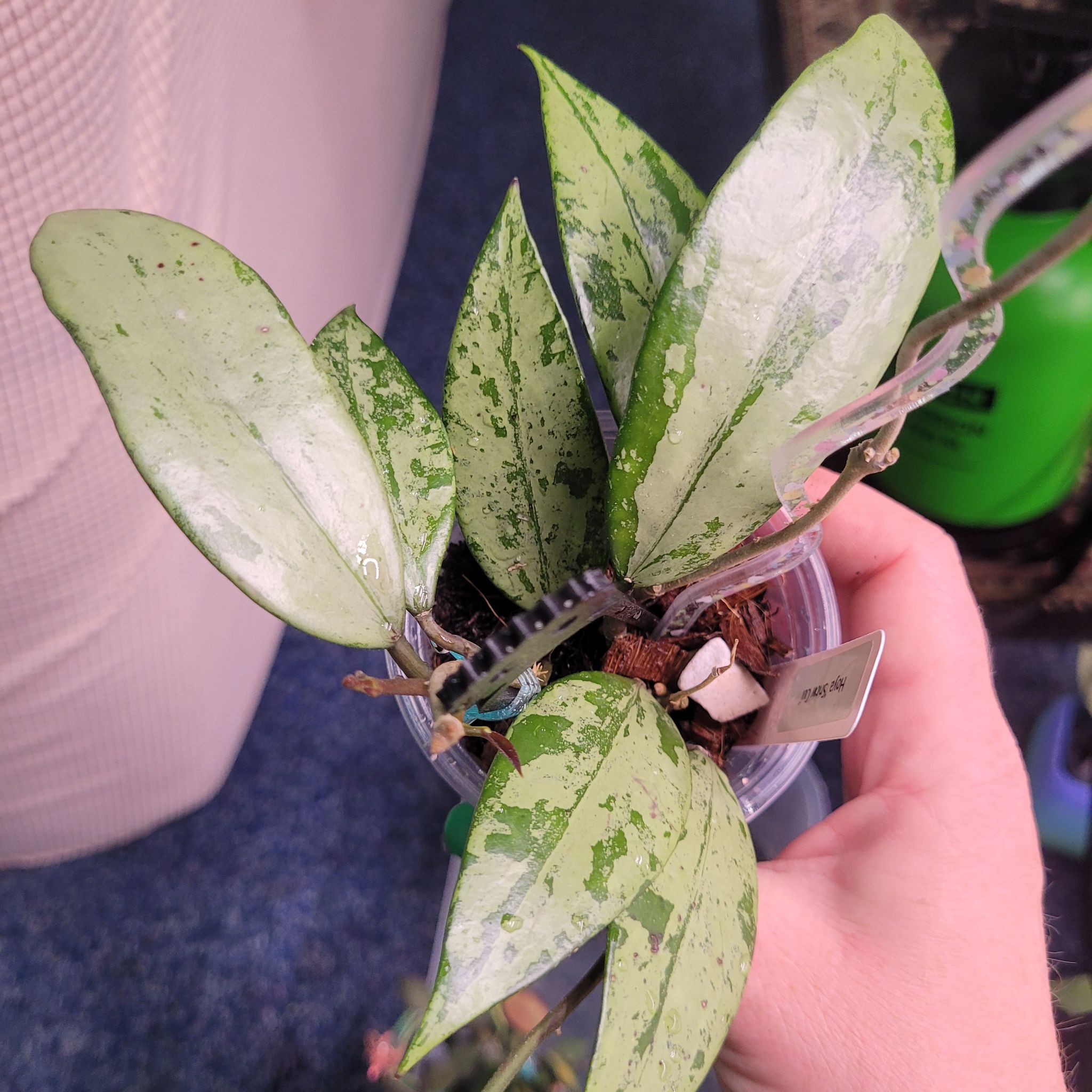 Photo of the plant species Hoya Silver by @breezyx7 named H. Snow Cui on Greg, the plant care app
