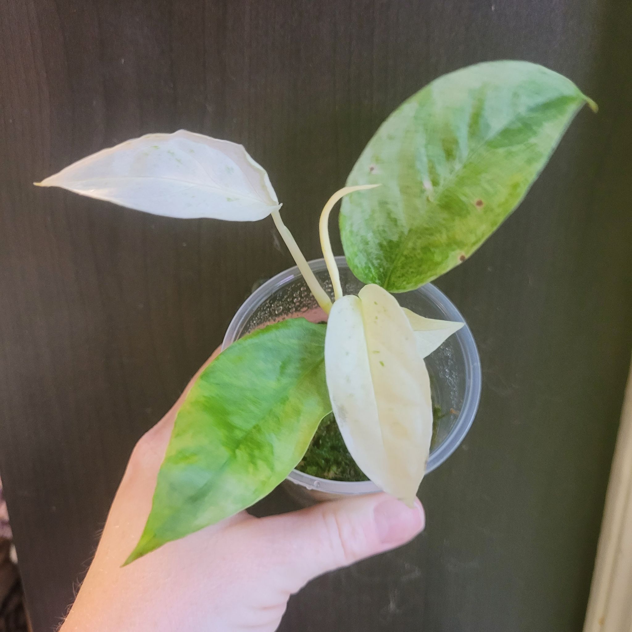 Photo of the plant species monstera by @breezyx7 named Monstera Laniata variegated on Greg, the plant care app