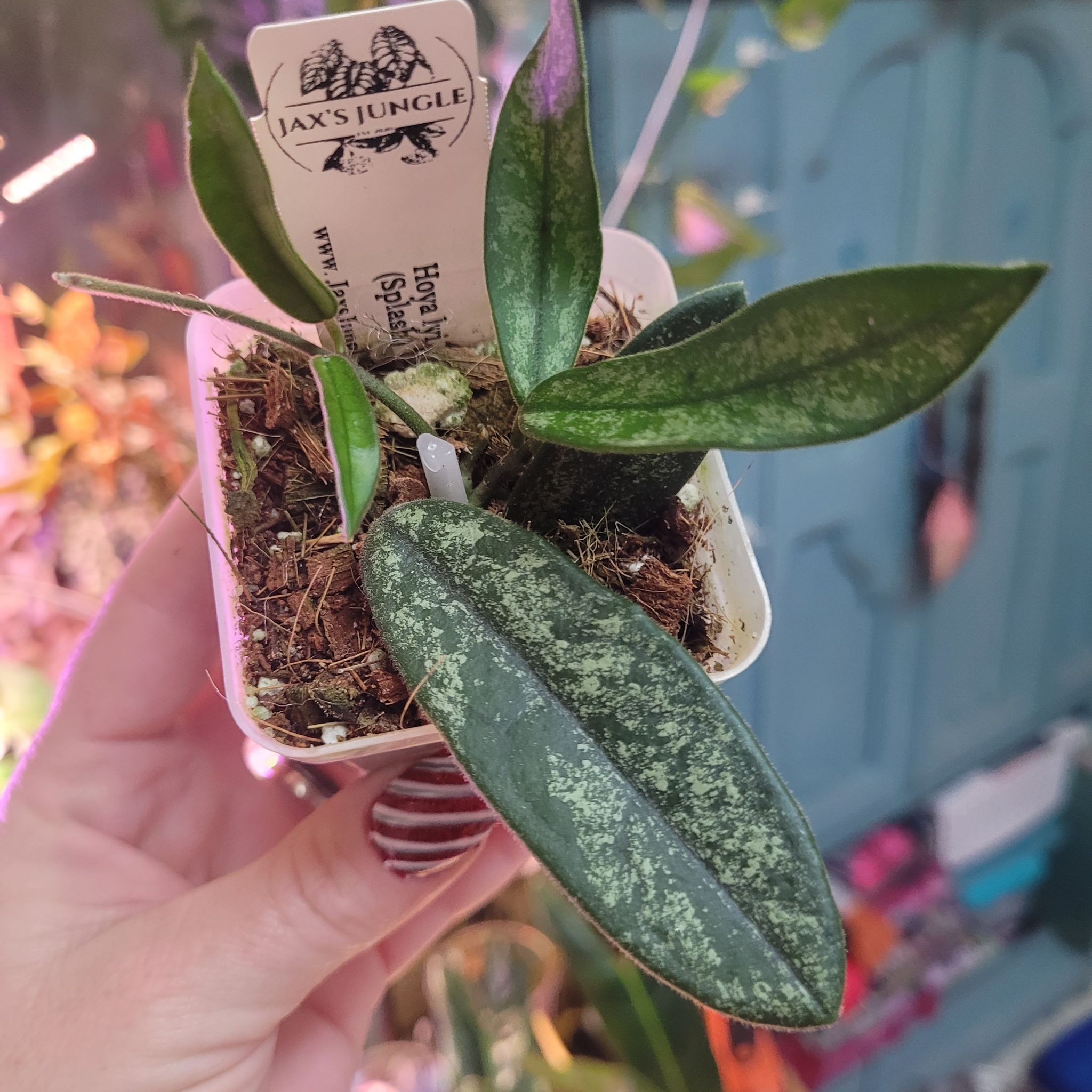 Photo of the plant species Hoya lyi by @breezyx7 named H. Lyi on Greg, the plant care app