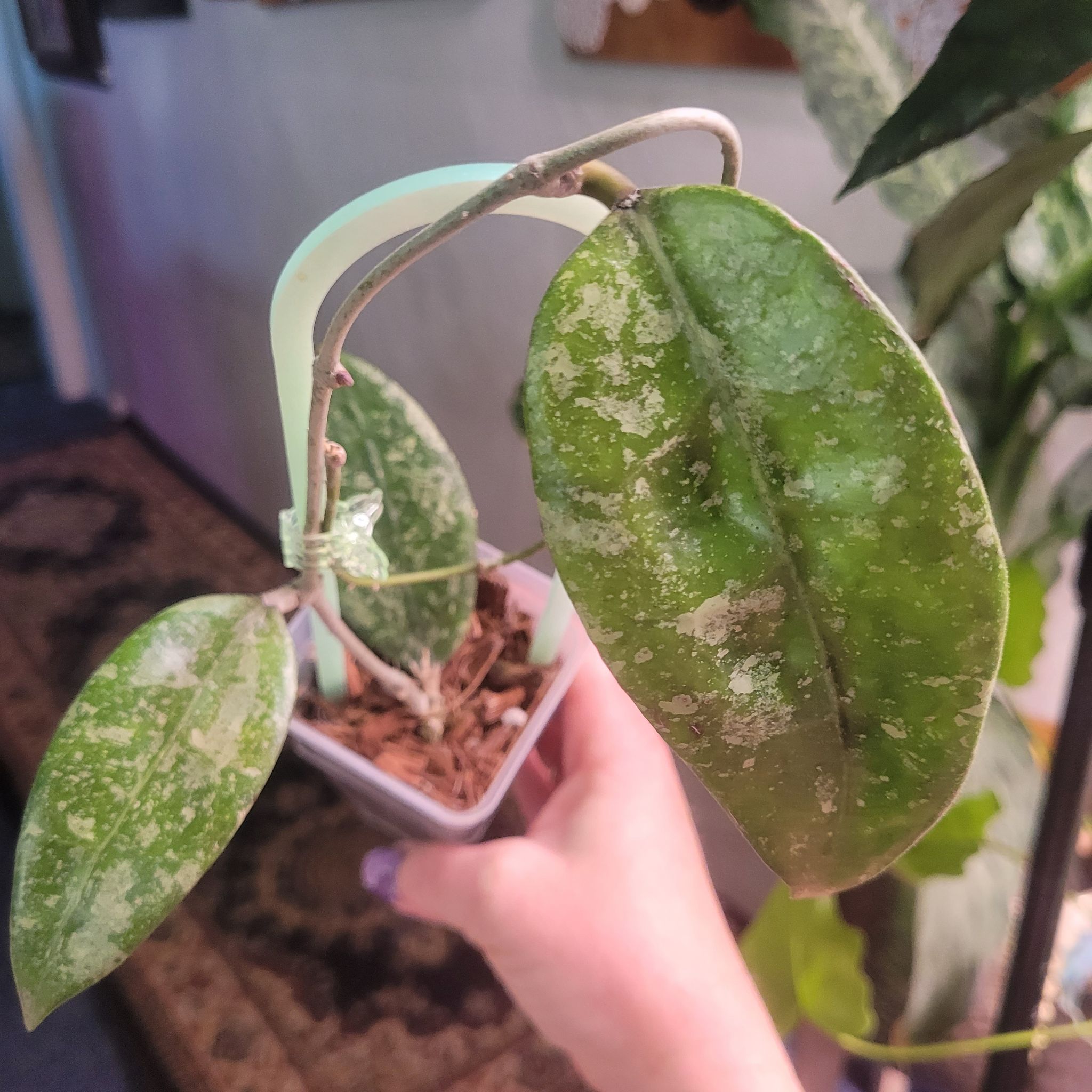 Photo of the plant species Hoya Ko Chang Island by @breezyx7 named H. Ko Chang Island Jax on Greg, the plant care app