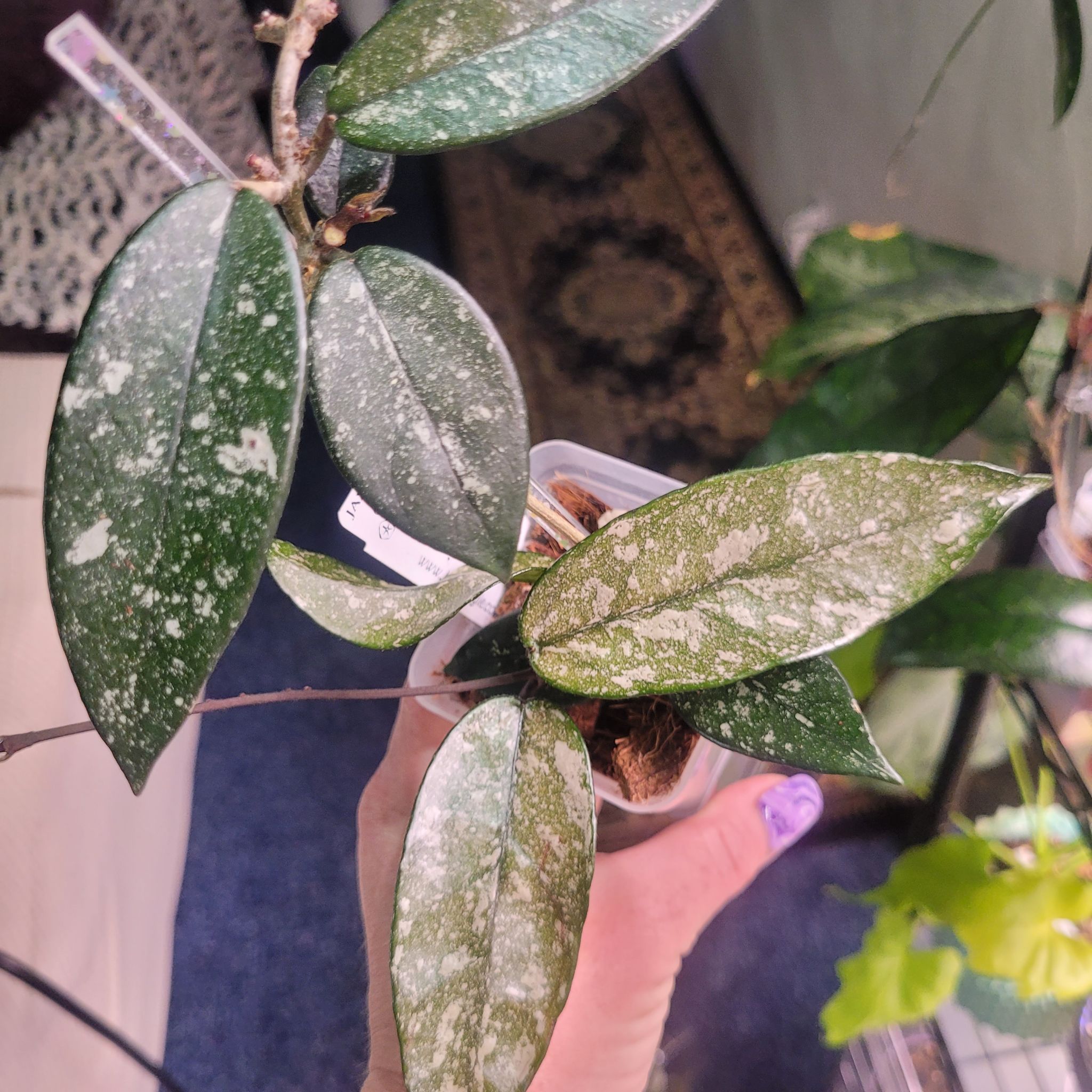 Photo of the plant species Hoya dasyantha by @breezyx7 named H. Dasyantha on Greg, the plant care app