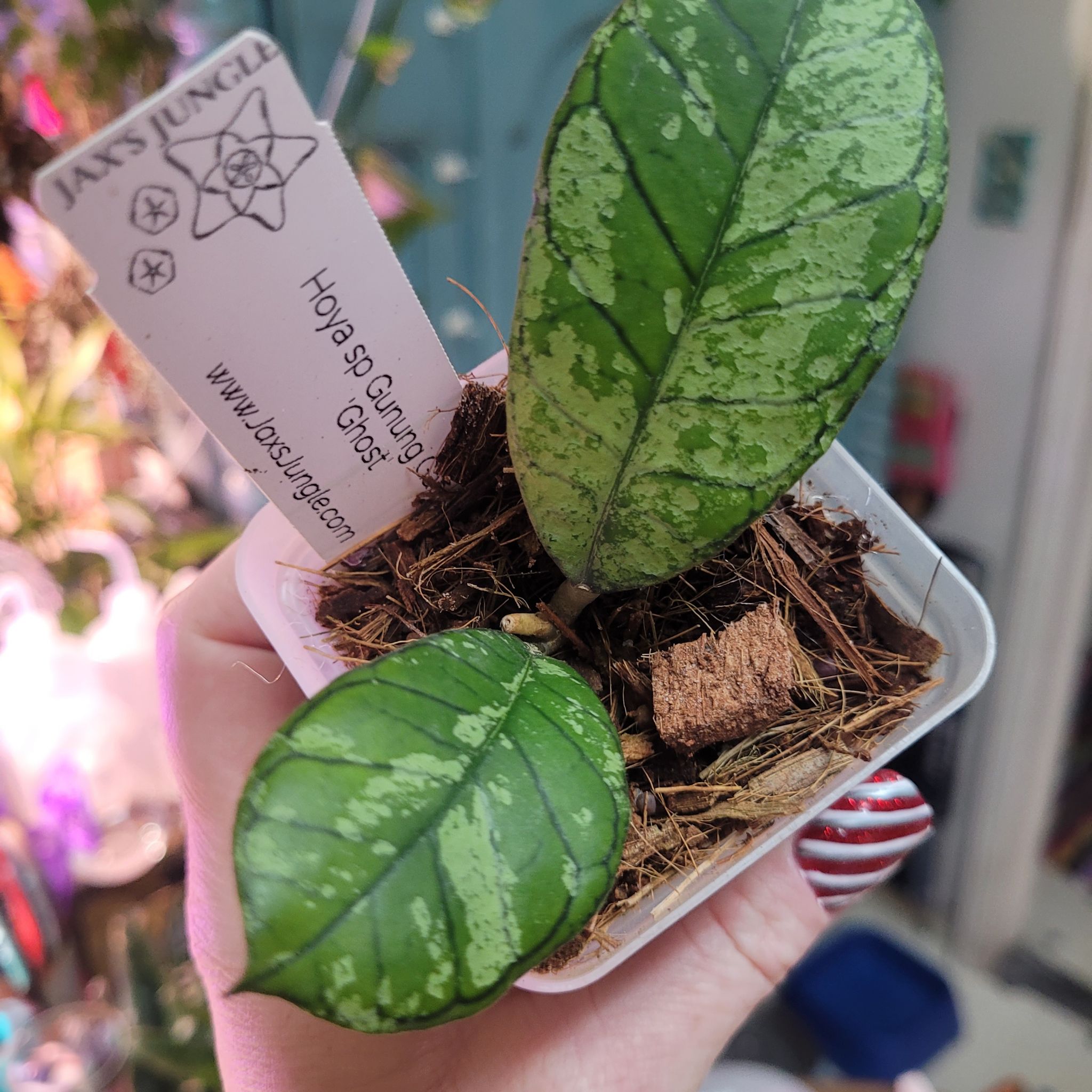 Photo of the plant species Hoya Gangung Gading by @breezyx7 named H. Ganung Gading Ghost Jax on Greg, the plant care app