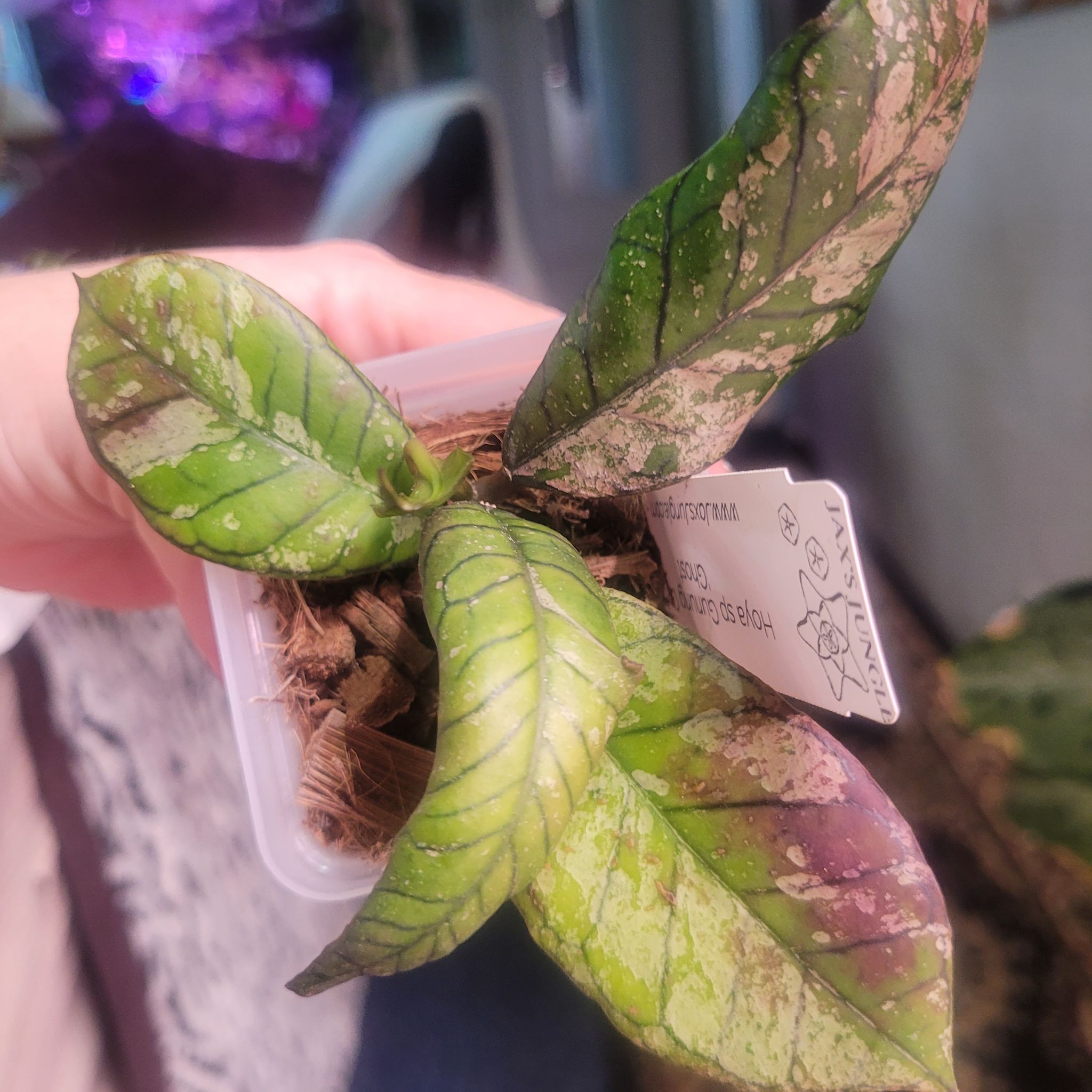 Photo of the plant species Hoya Gangung Gading by @breezyx7 named H. Ganung Gading Ghost Jax on Greg, the plant care app