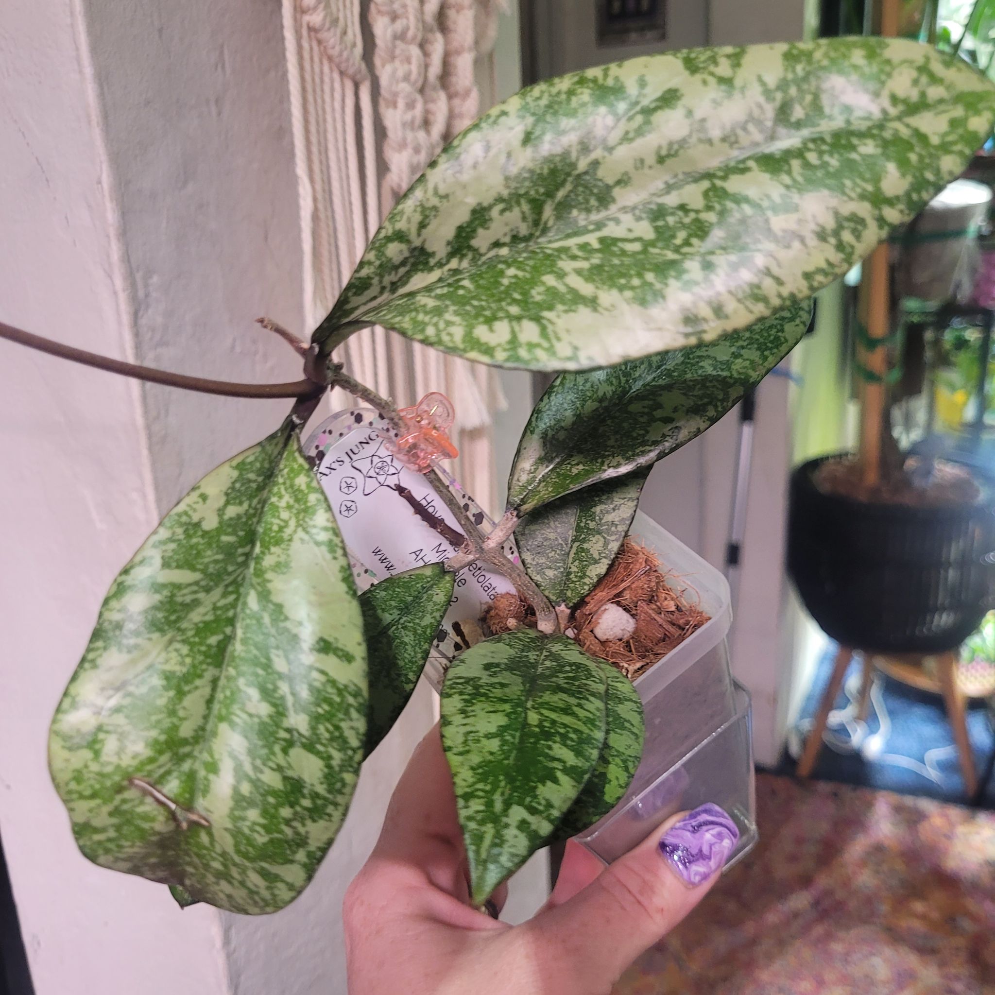 Photo of the plant species Hoya Crassipetiolata Splash by @breezyx7 named H. Crassi. X Michele clone 2 on Greg, the plant care app