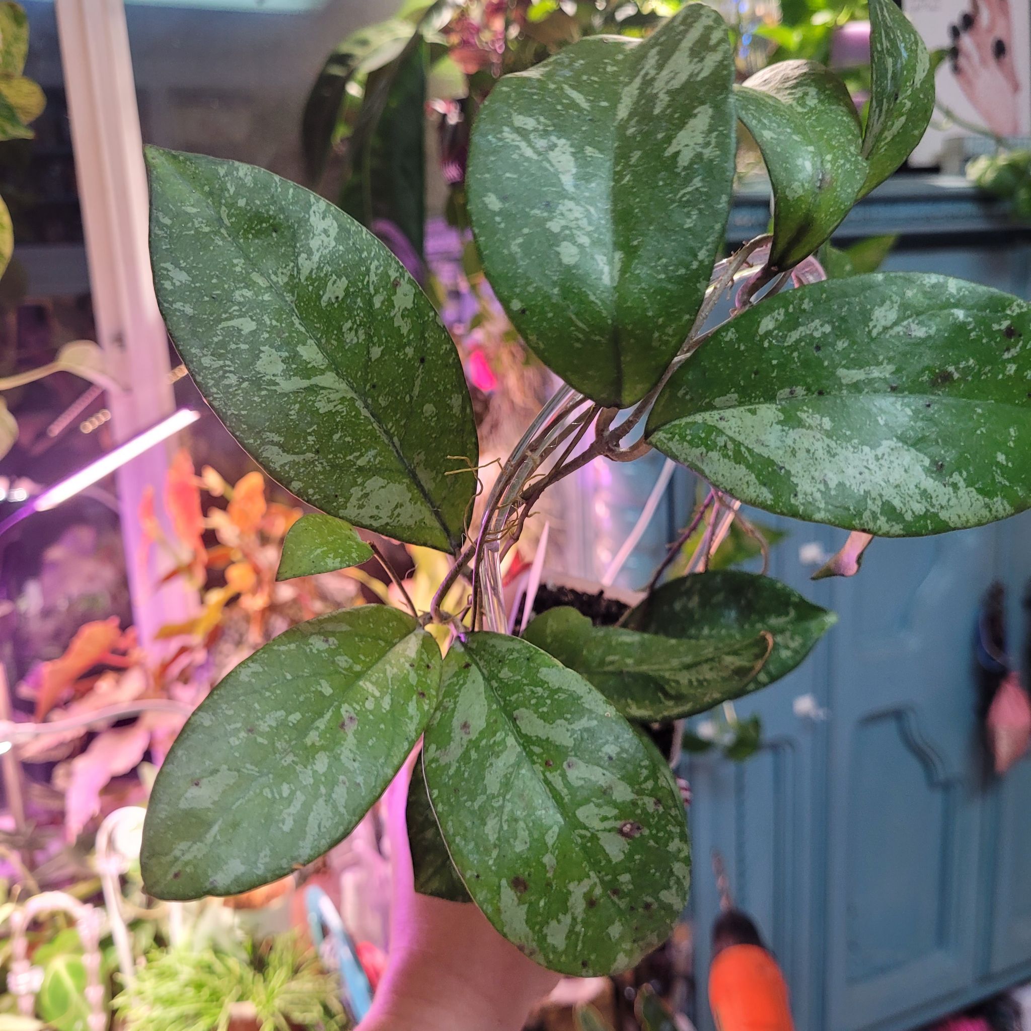 Photo of the plant species Hoya Crassipetiolata Splash by @breezyx7 named H. Crassi. X Michele on Greg, the plant care app