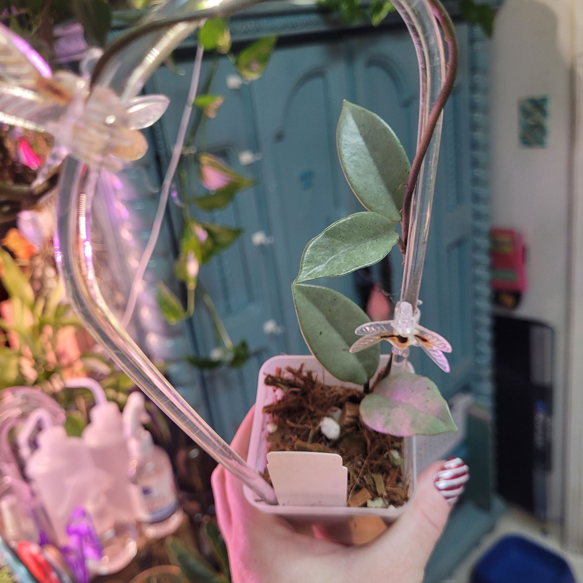 Photo of the plant species Hoya carnosa 'Wilbur Graves Silver' by @breezyx7 named H. Wilbur Graves Silver Jax on Greg, the plant care app