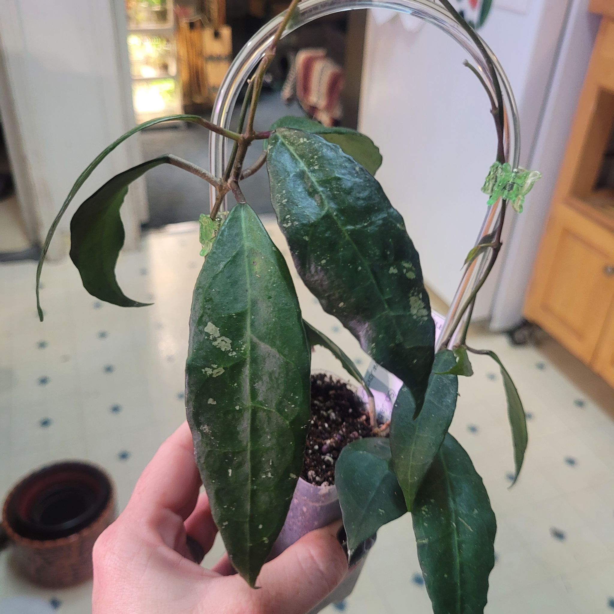 Photo of the plant species Hoya verticillata by @breezyx7 named H. Verticillata sp. Jabar on Greg, the plant care app