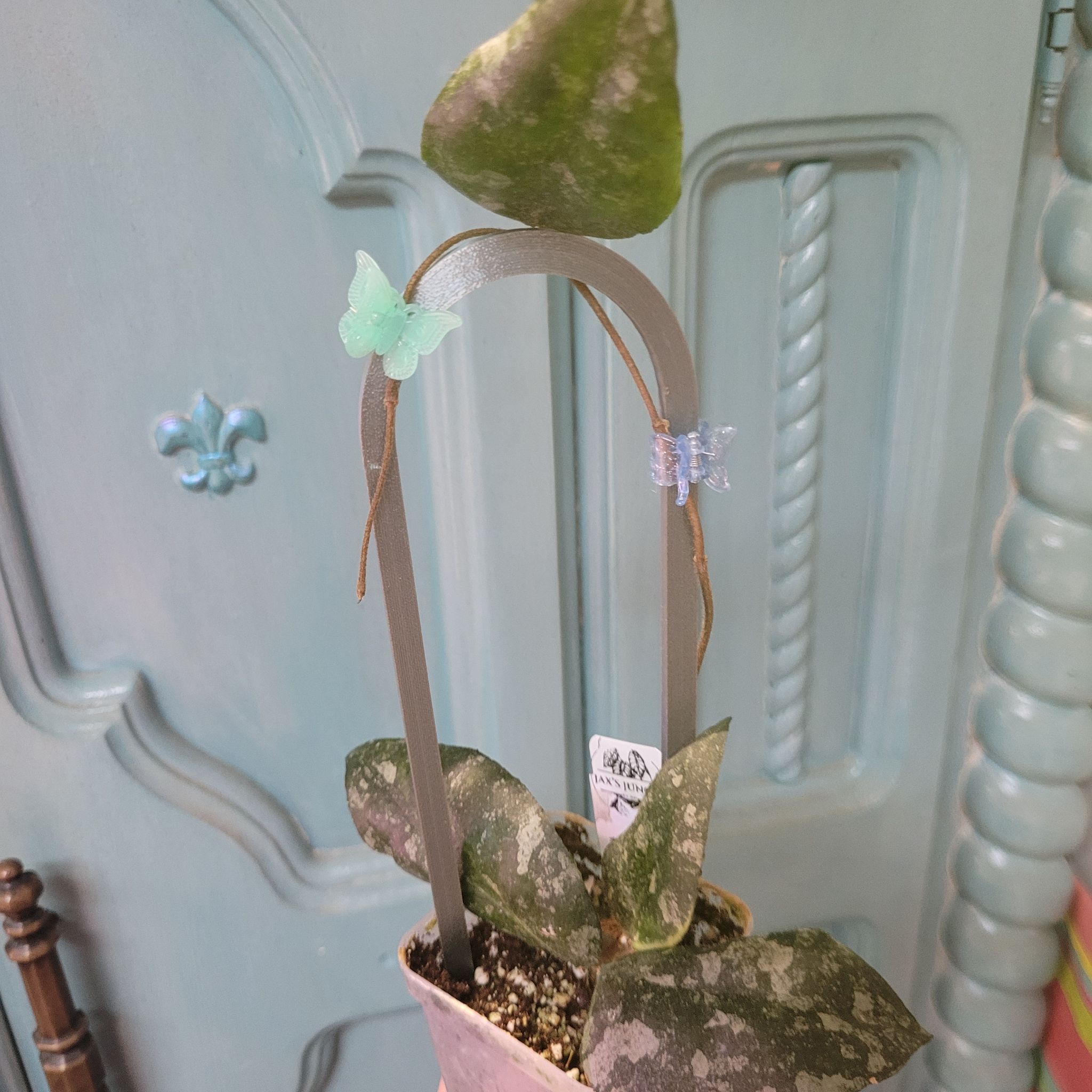 Photo of the plant species Waxplant by @breezyx7 named H. Caudata on Greg, the plant care app
