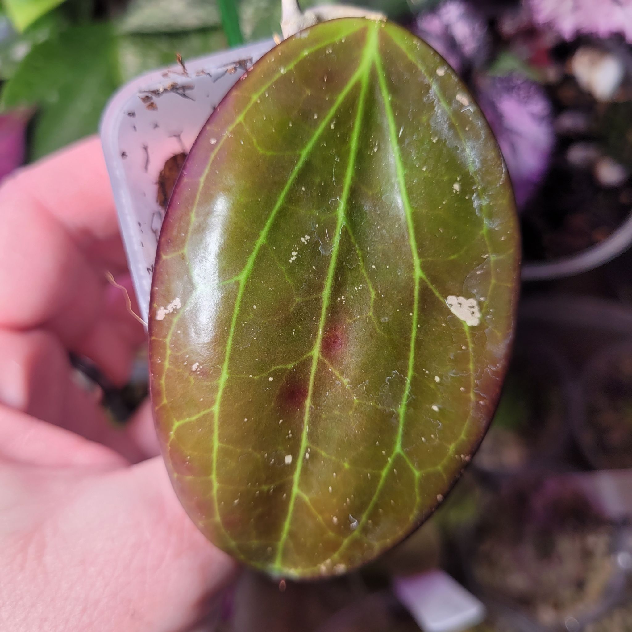 Photo of the plant species Hoya AH 'Black Magic' by @breezyx7 named H. Black Magic on Greg, the plant care app