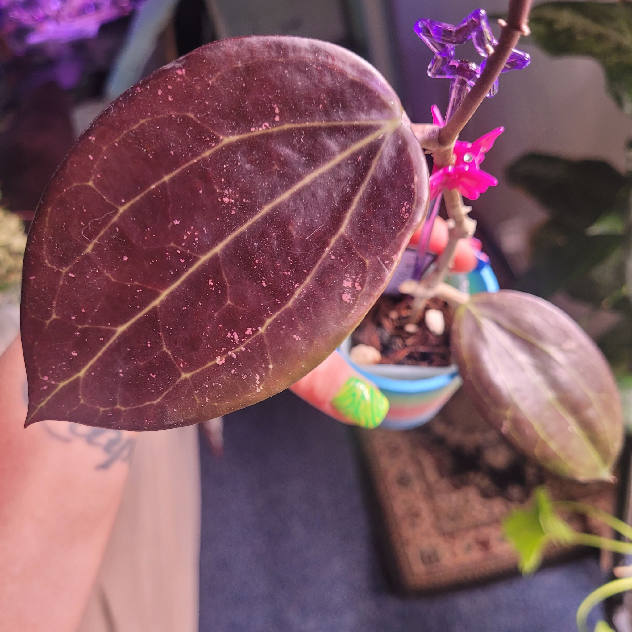 Photo of the plant species Hoya AH 'Black Magic' by @breezyx7 named H. Black Magic on Greg, the plant care app